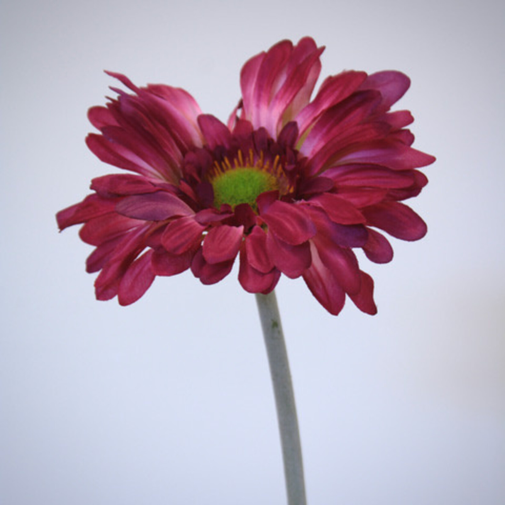 GERBERA DAISY | PINK | 60 CM