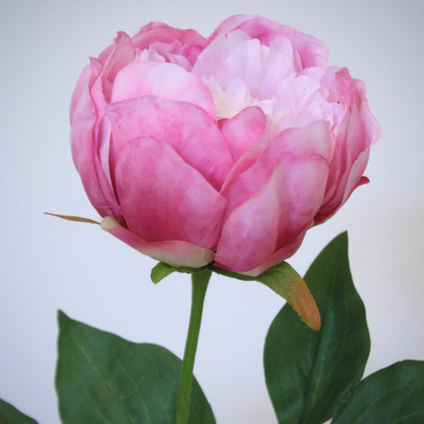 PEONY WHITE CAP | PINK | 58 CM