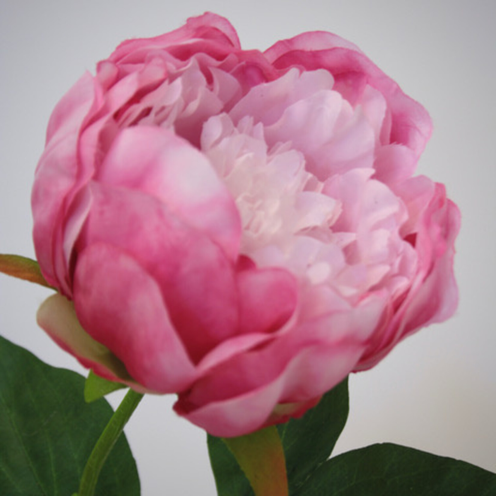 PEONY WHITE CAP | PINK | 58 CM