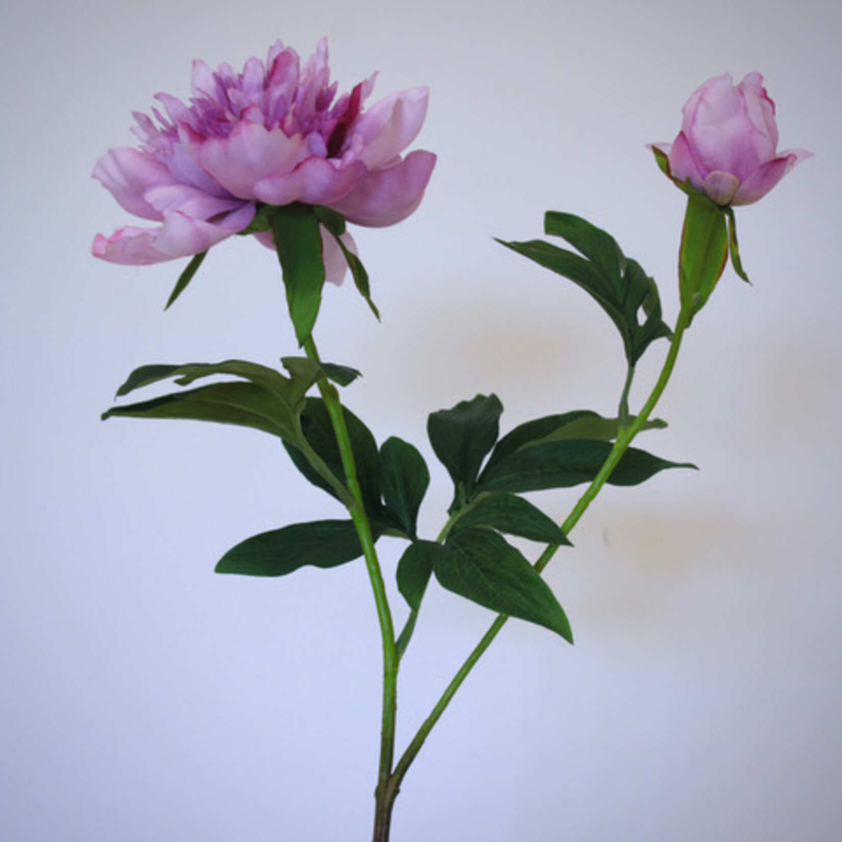 PIOEN UNIQUE | MAUVE LILA | 65 CM