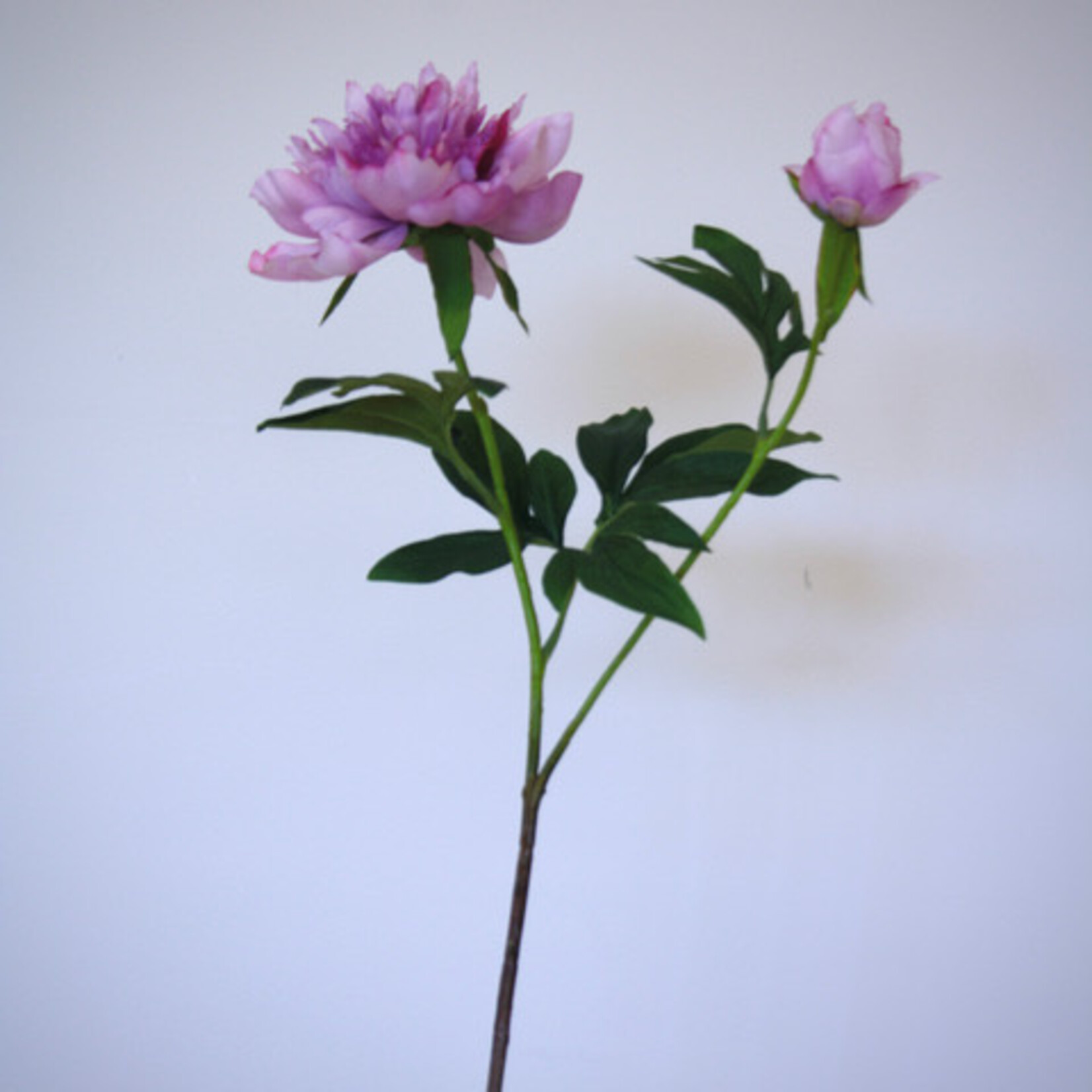PIOEN UNIQUE | MAUVE LILA | 65 CM