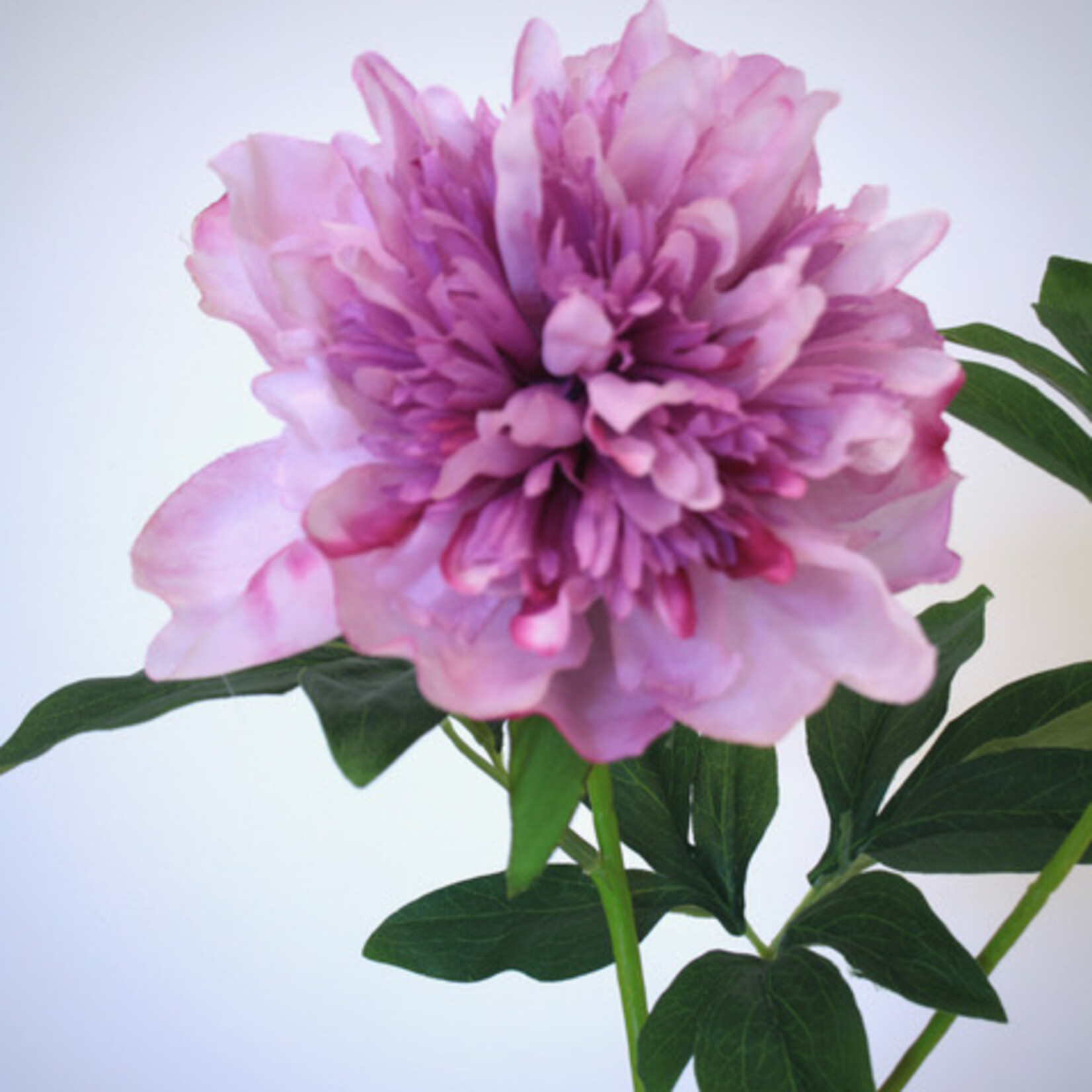 PIOEN UNIQUE | MAUVE LILA | 65 CM