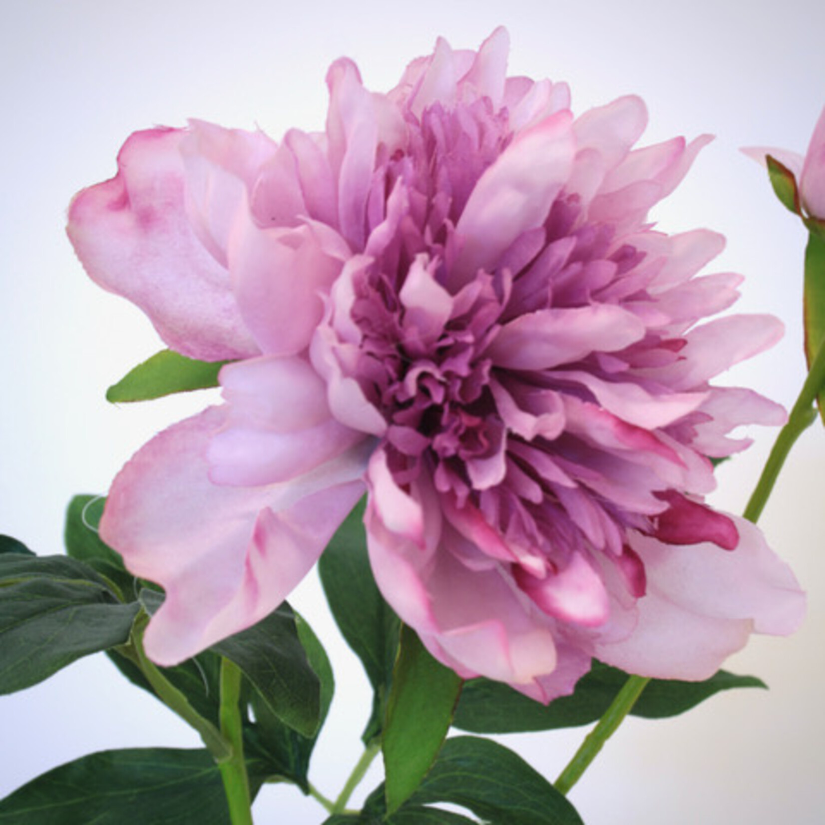 PEONY UNIQUE | MAUVE LILAC | 65 CM