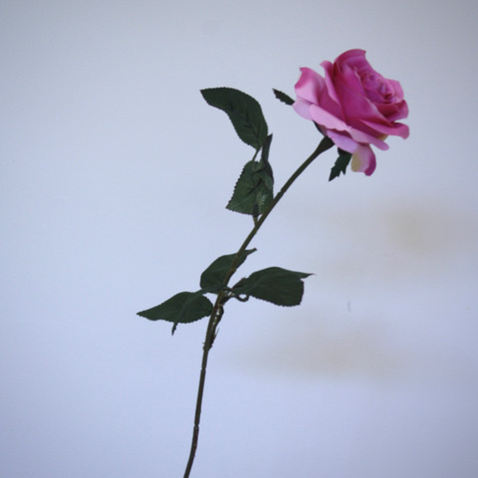 ROOS GHITA | ROZE | 66 CM