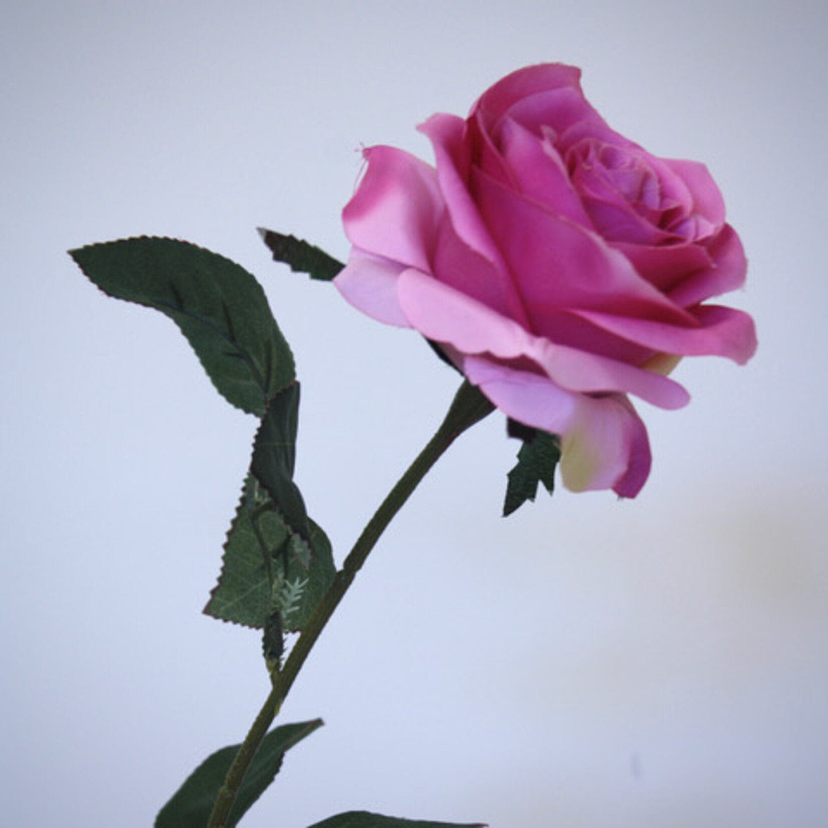 ROSE GHITA | PINK | 66 CM
