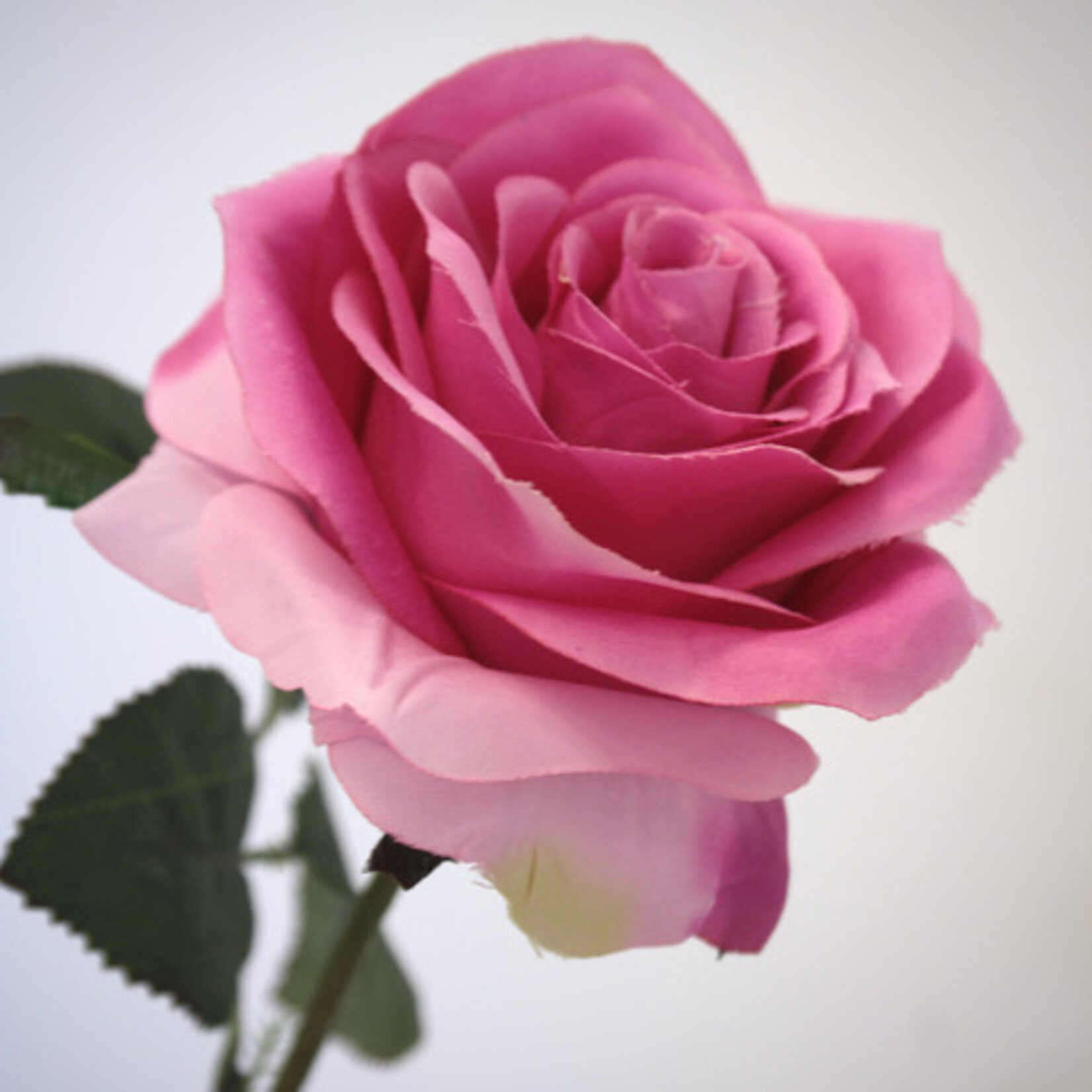 ROSE GHITA | PINK | 66 CM