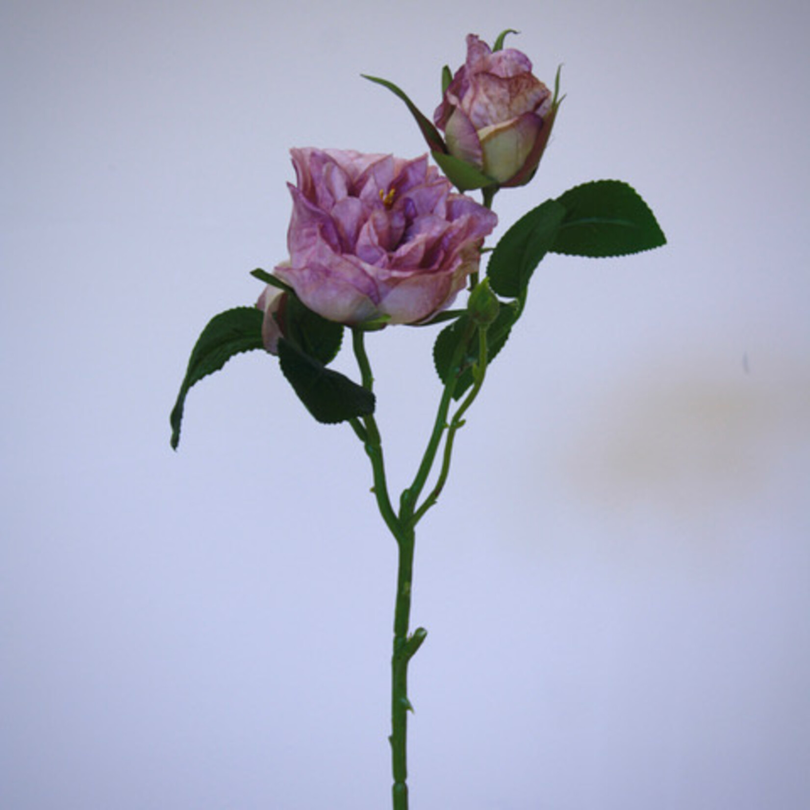 ROOS NOVALIS | LILA | 58 CM