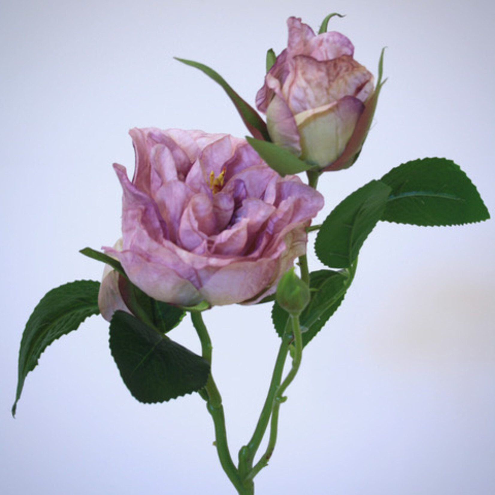 ROOS NOVALIS | LILA | 58 CM