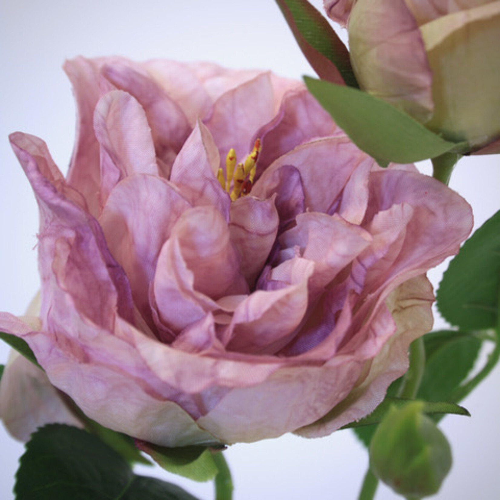 ROOS NOVALIS | LILA | 58 CM