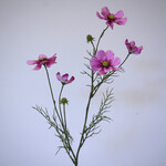 COSMEA | ROZE | 72 CM