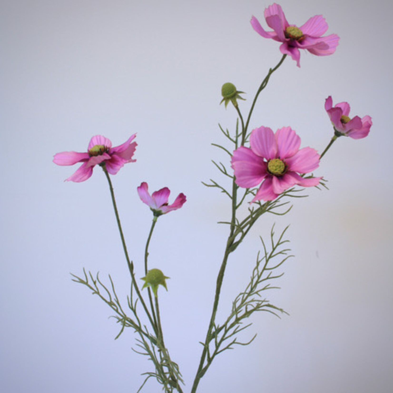 COSMEA  SENSATION | ROZE | 72 CM