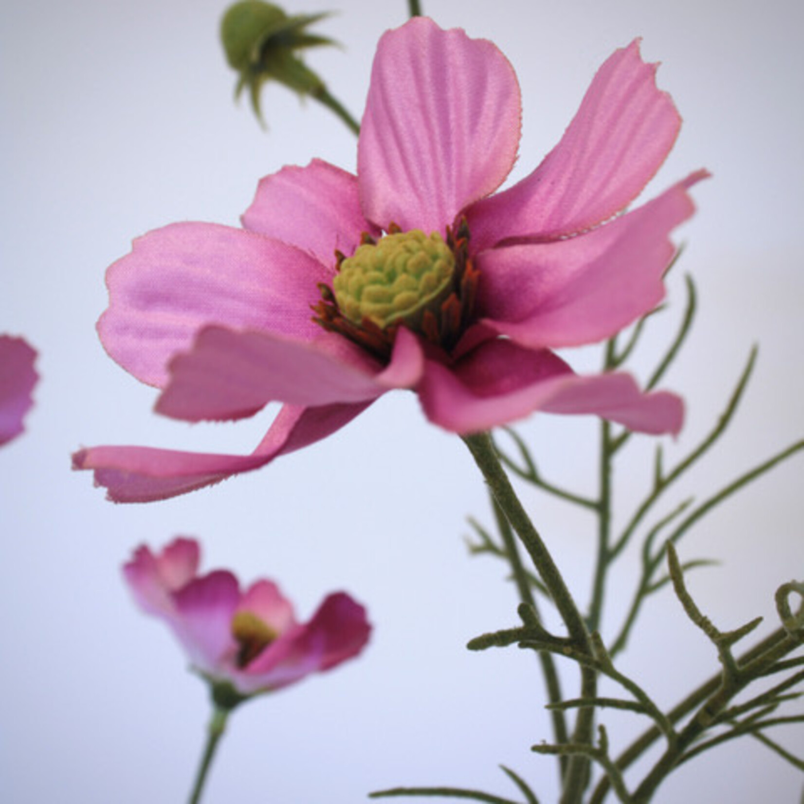 COSMEA  SENSATION | ROZE | 72 CM