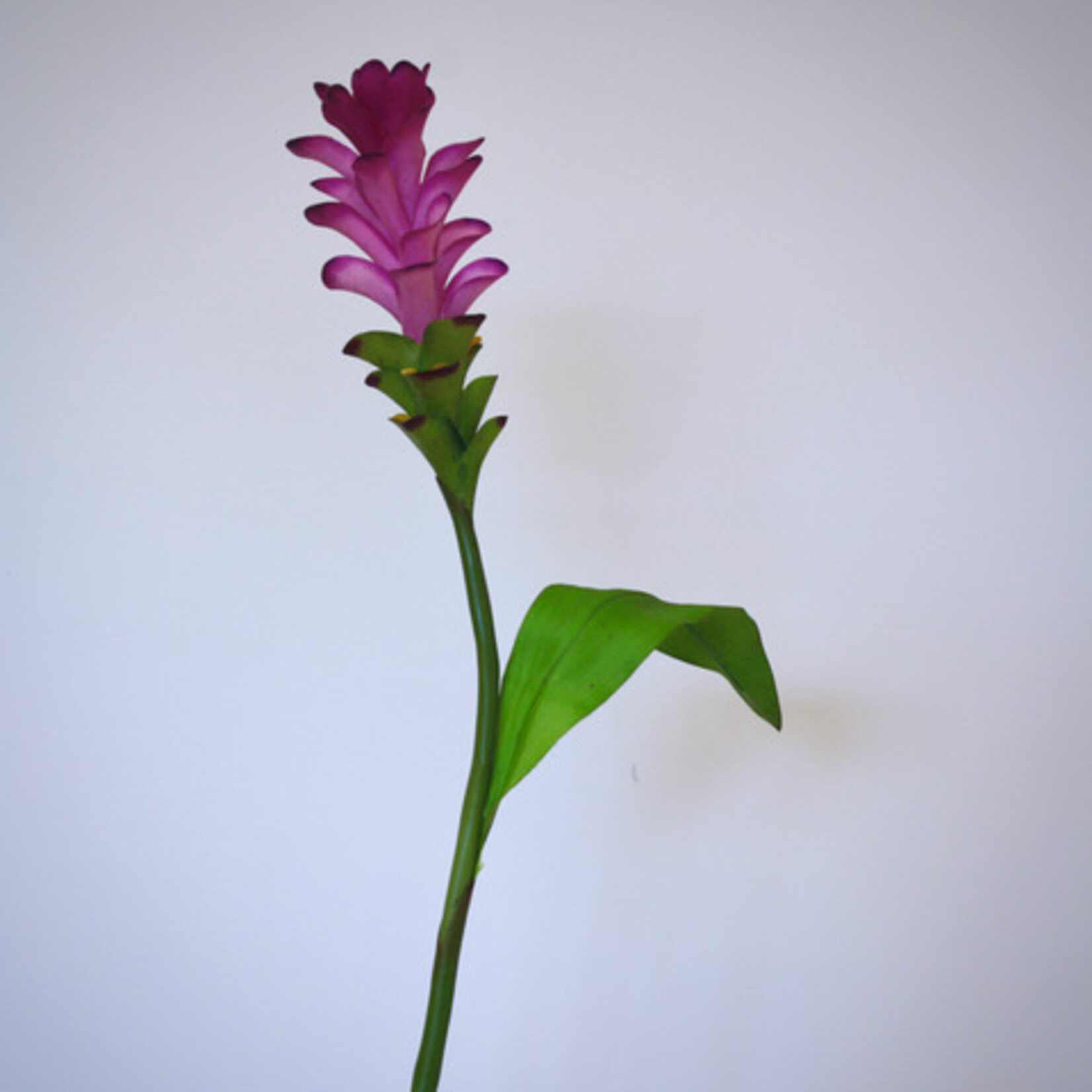 CURCUMA SPLASH | PINK | 75 CM