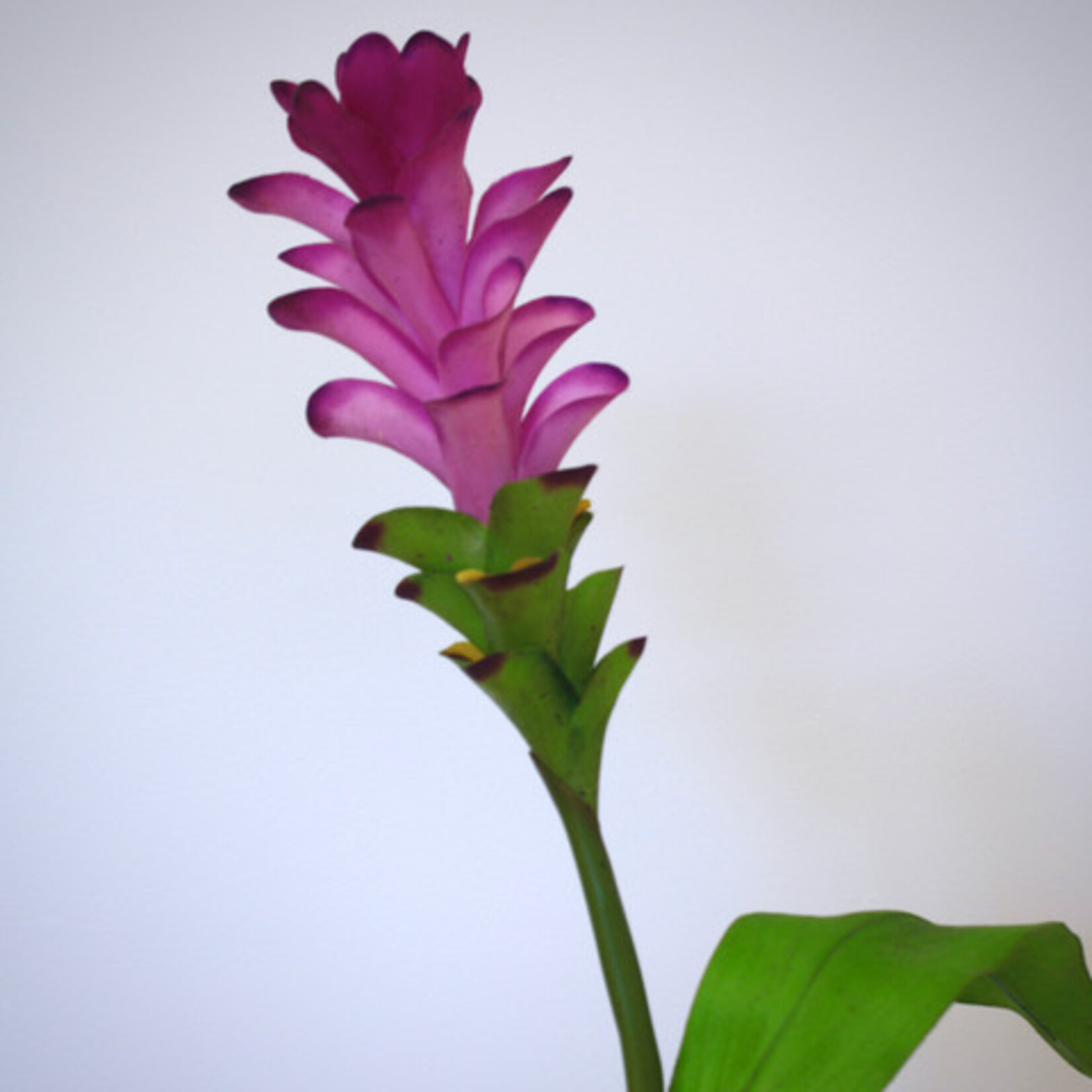 CURCUMA SPLASH | PINK | 75 CM