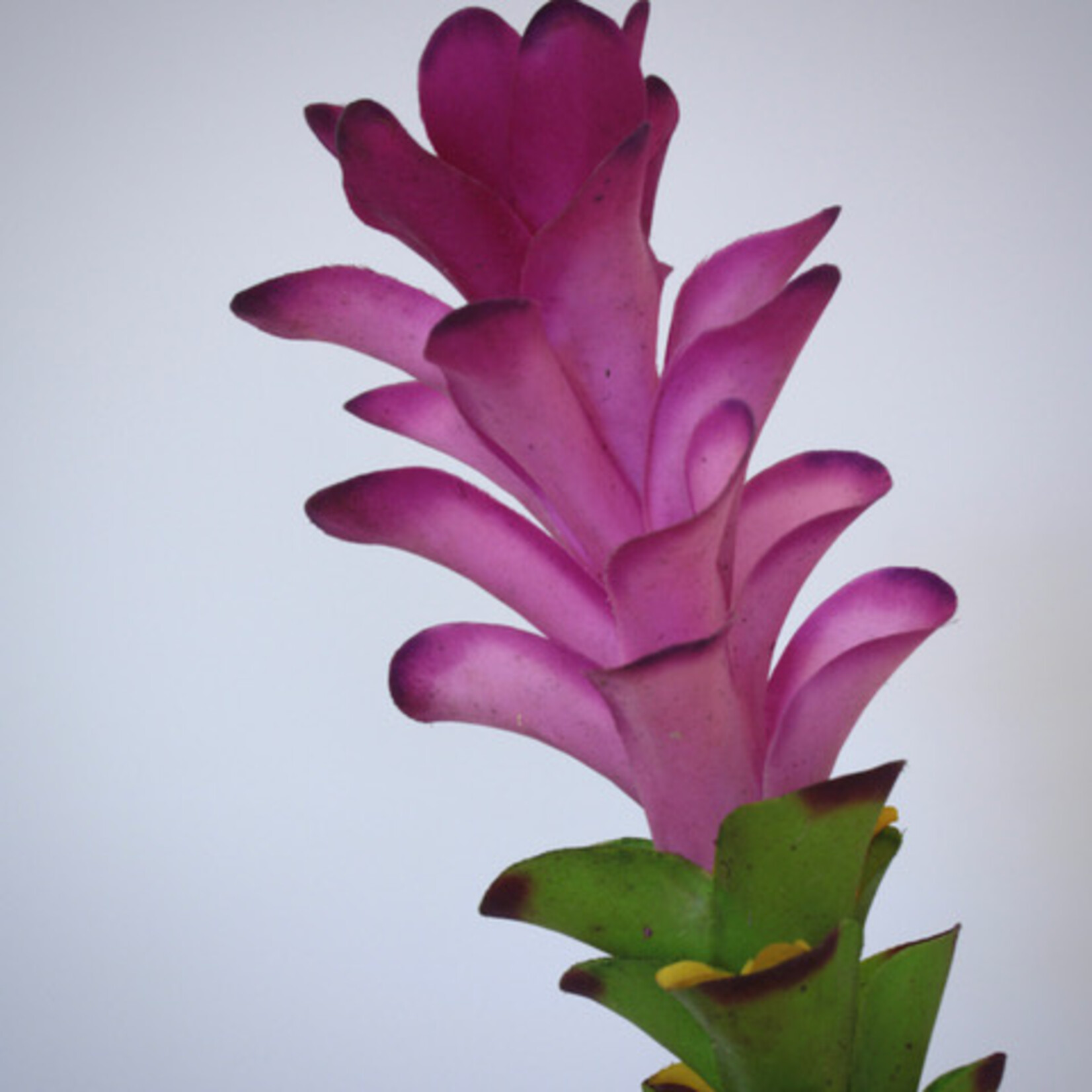 CURCUMA SPLASH | PINK | 75 CM
