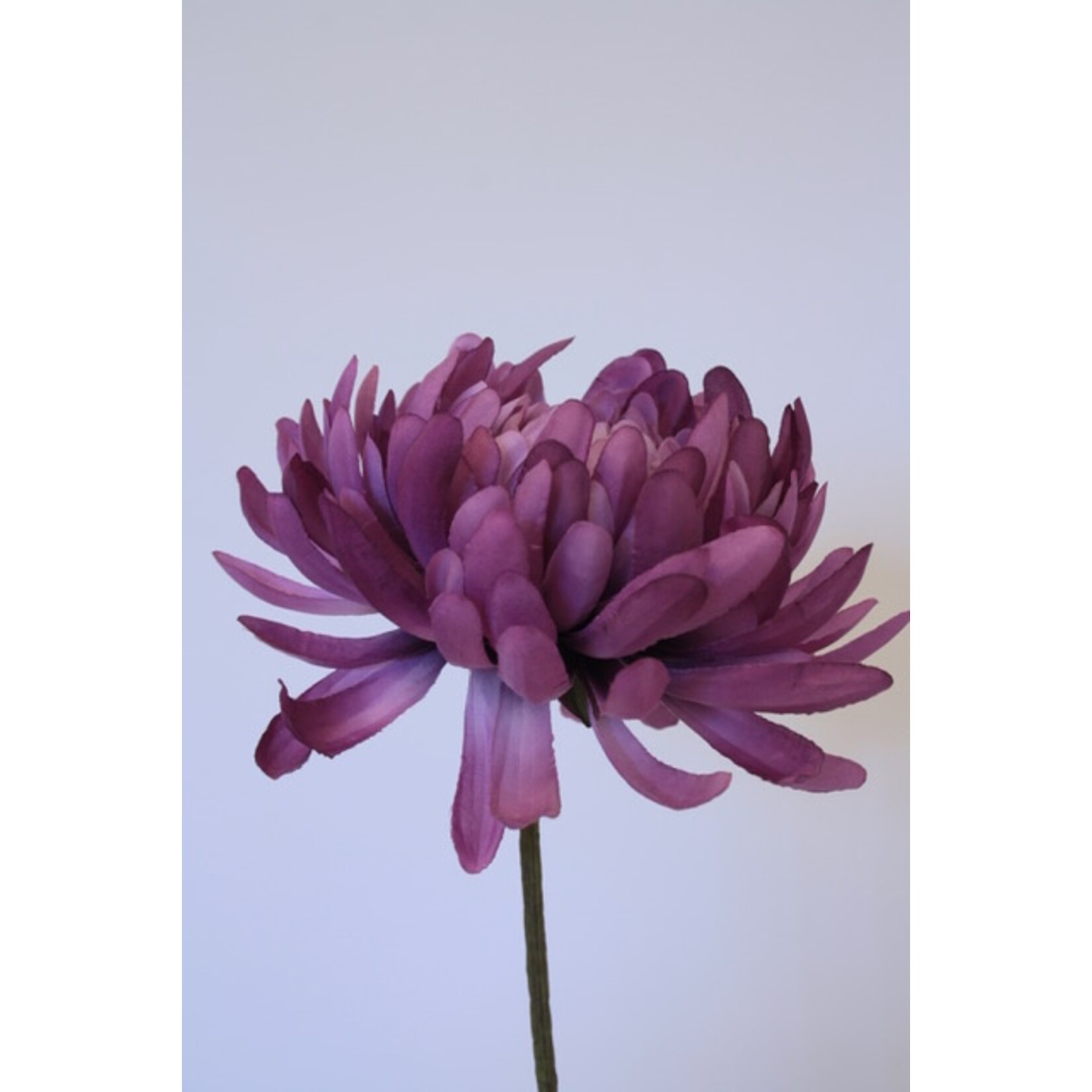 CHRYSANTHEMUM DINNERPLATE | PURPLE | 58 CM