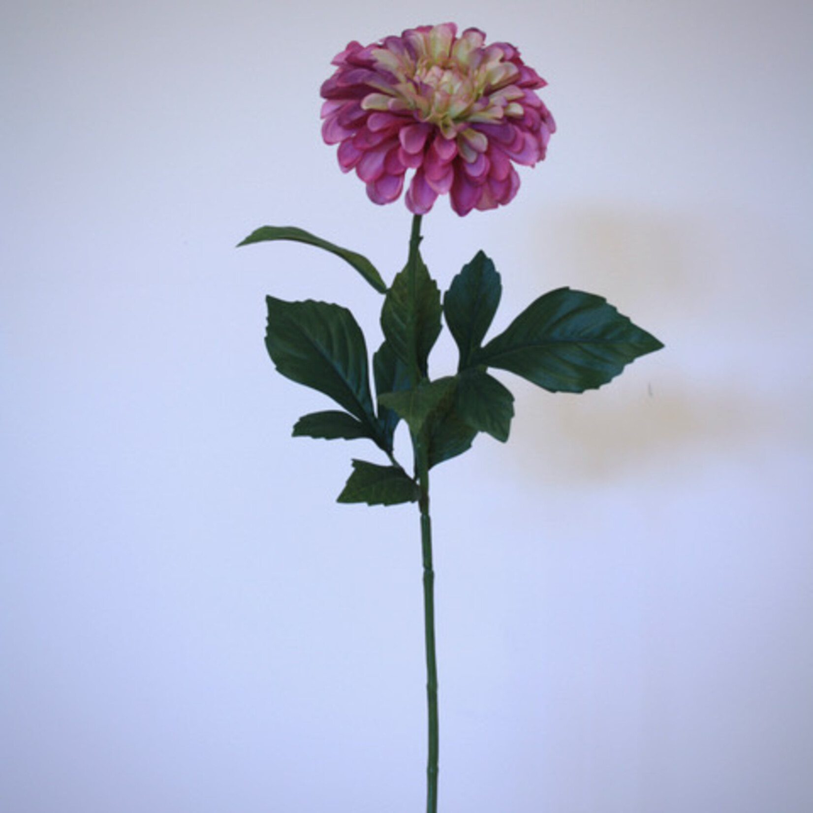 DAHLIA SARAH ELISABETH | PINK |  60 CM