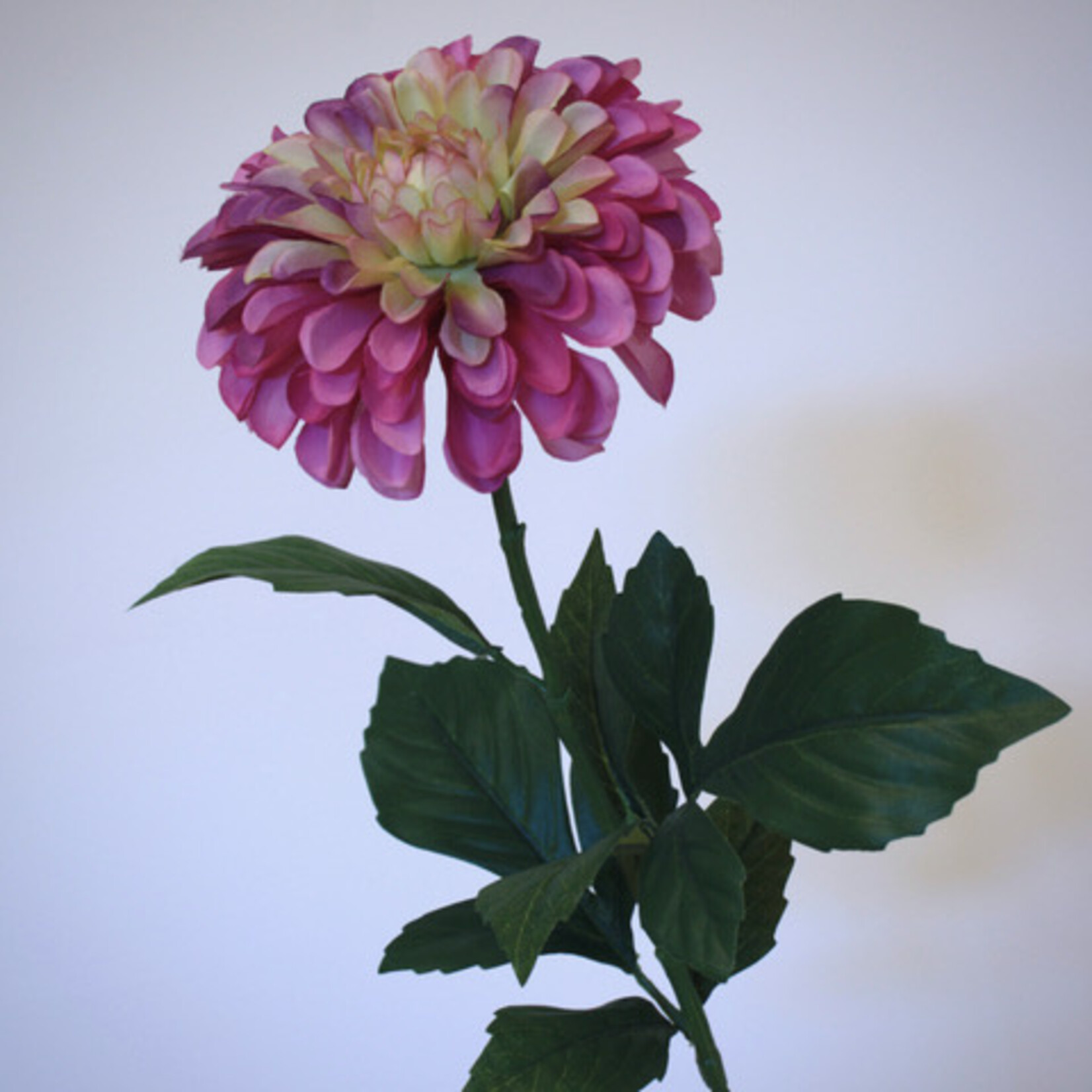 DAHLIA SARAH ELISABETH | PINK |  60 CM