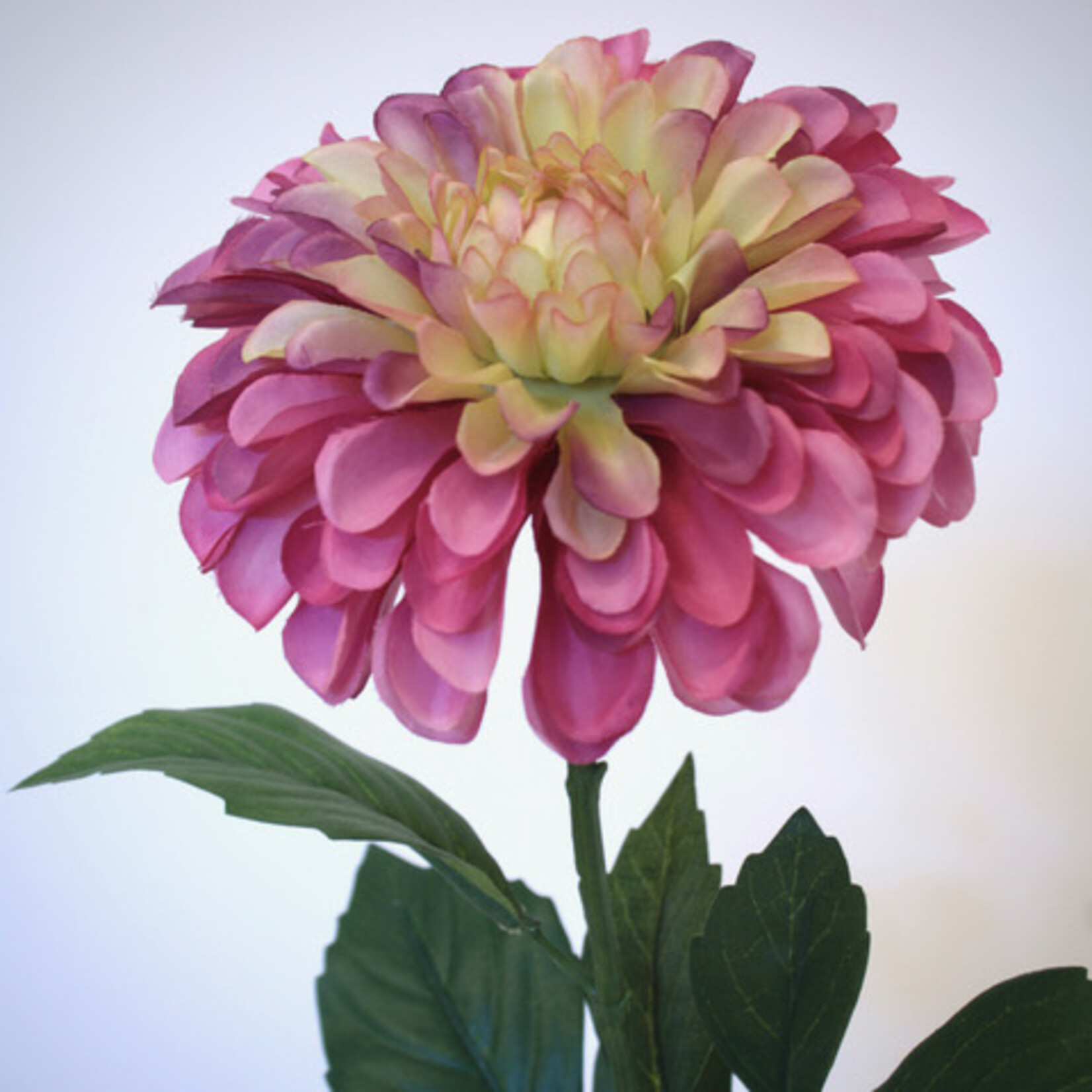 DAHLIA SARAH ELISABETH | PINK |  60 CM