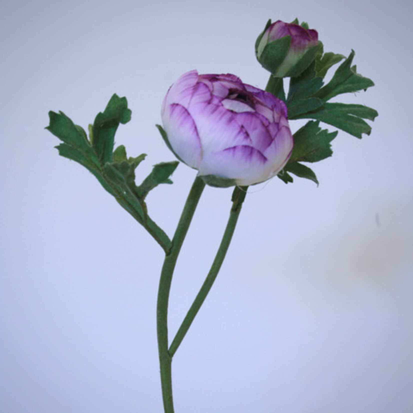 RANUNCULUS AVIV | PURPLE WHITE | 55 CM