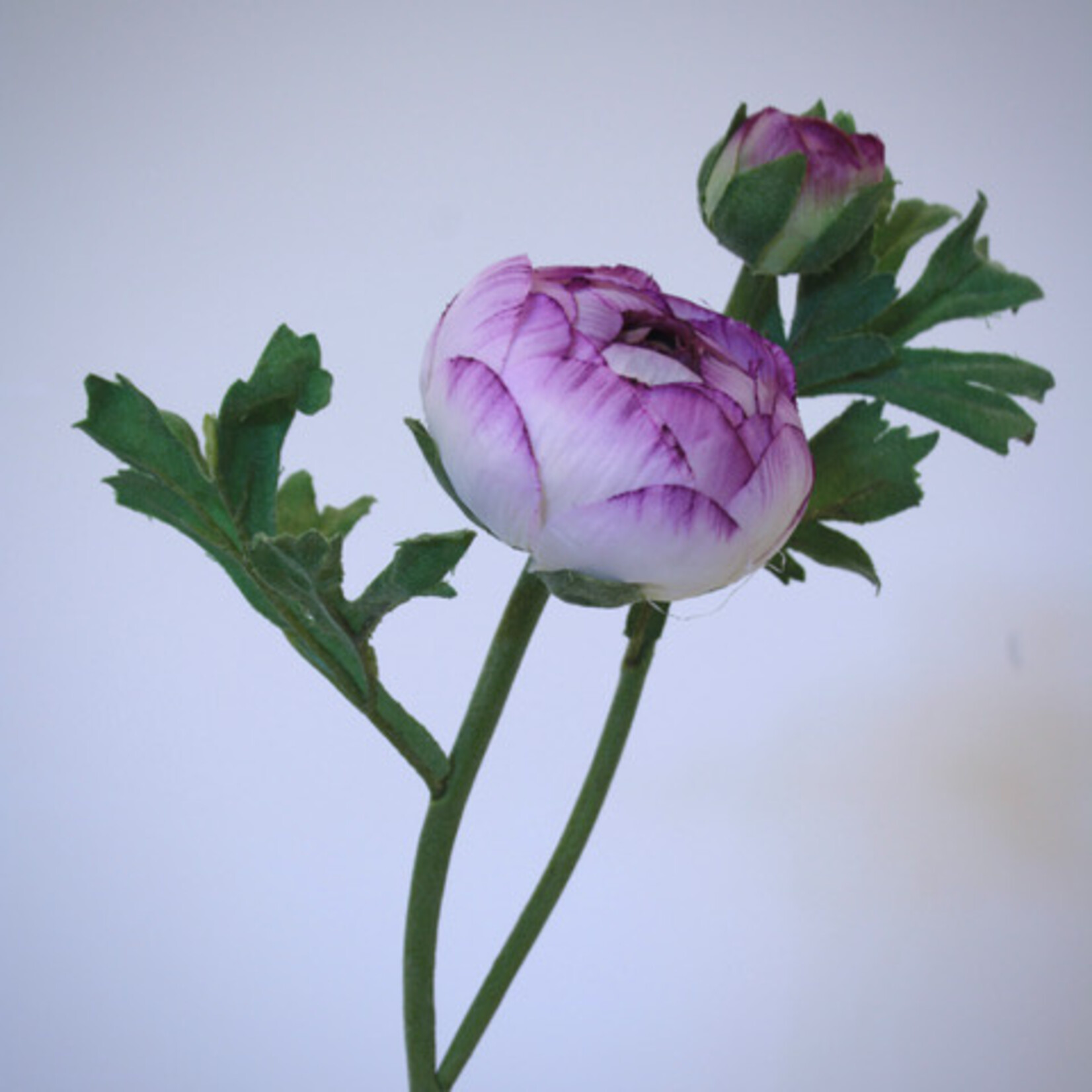 RANUNCULUS AVIV | PURPLE WHITE | 55 CM