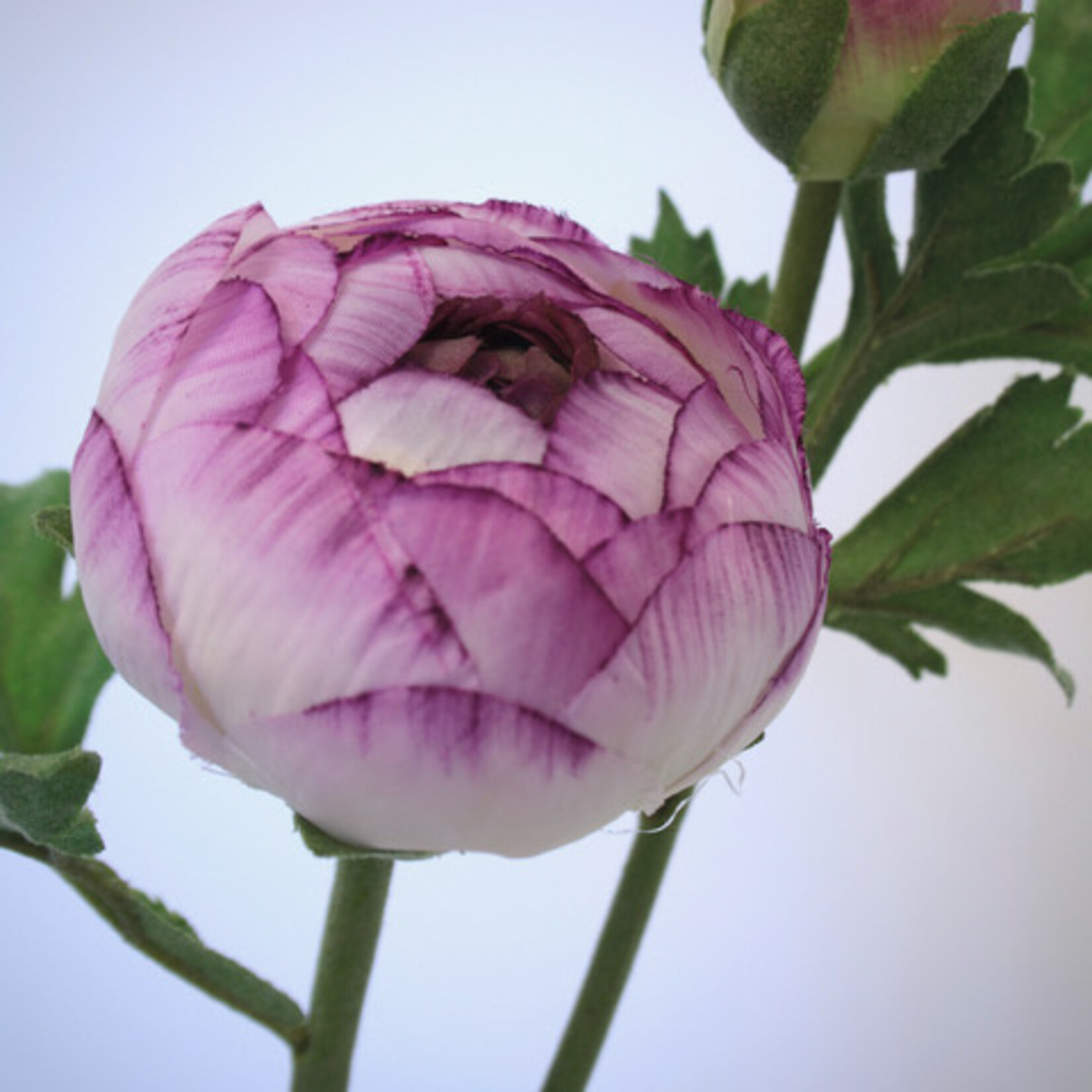 RANUNCULUS AVIV | PURPLE WHITE | 55 CM