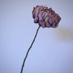 CHRYSANT | LILA | 57 CM
