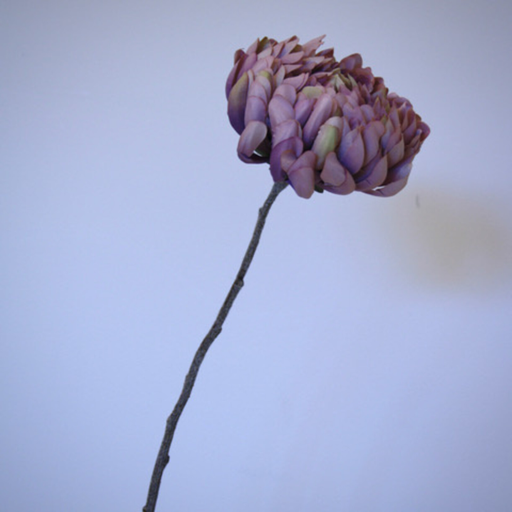 CHRYSANT ANTIQUE | LILA | 57 CM