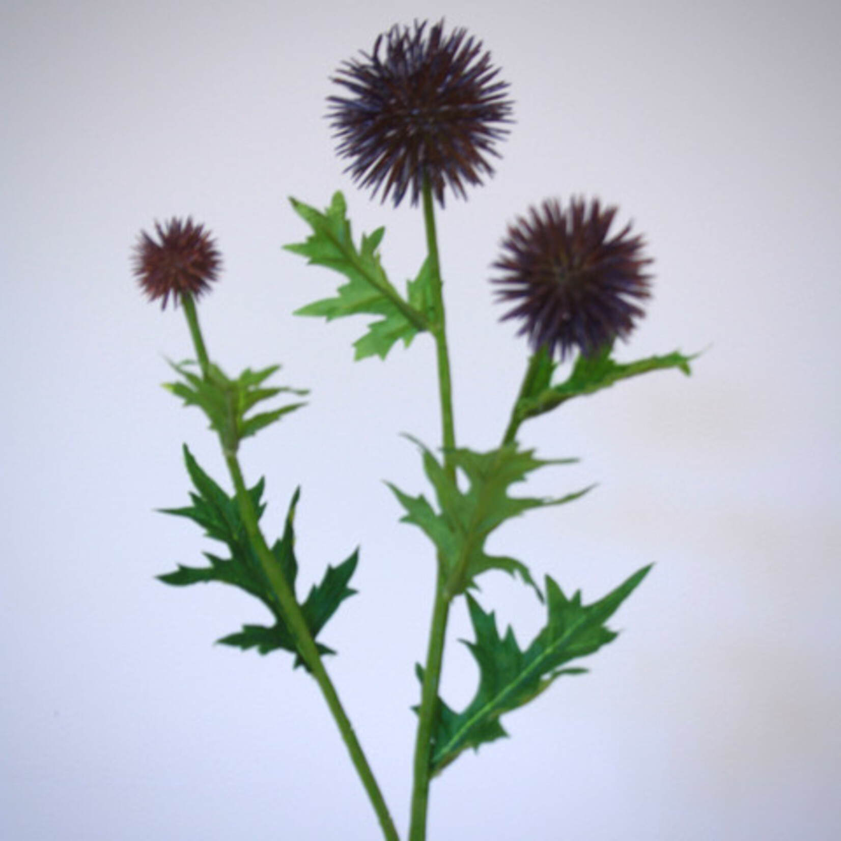DISTEL | BRUIN  PAARS | 70 CM