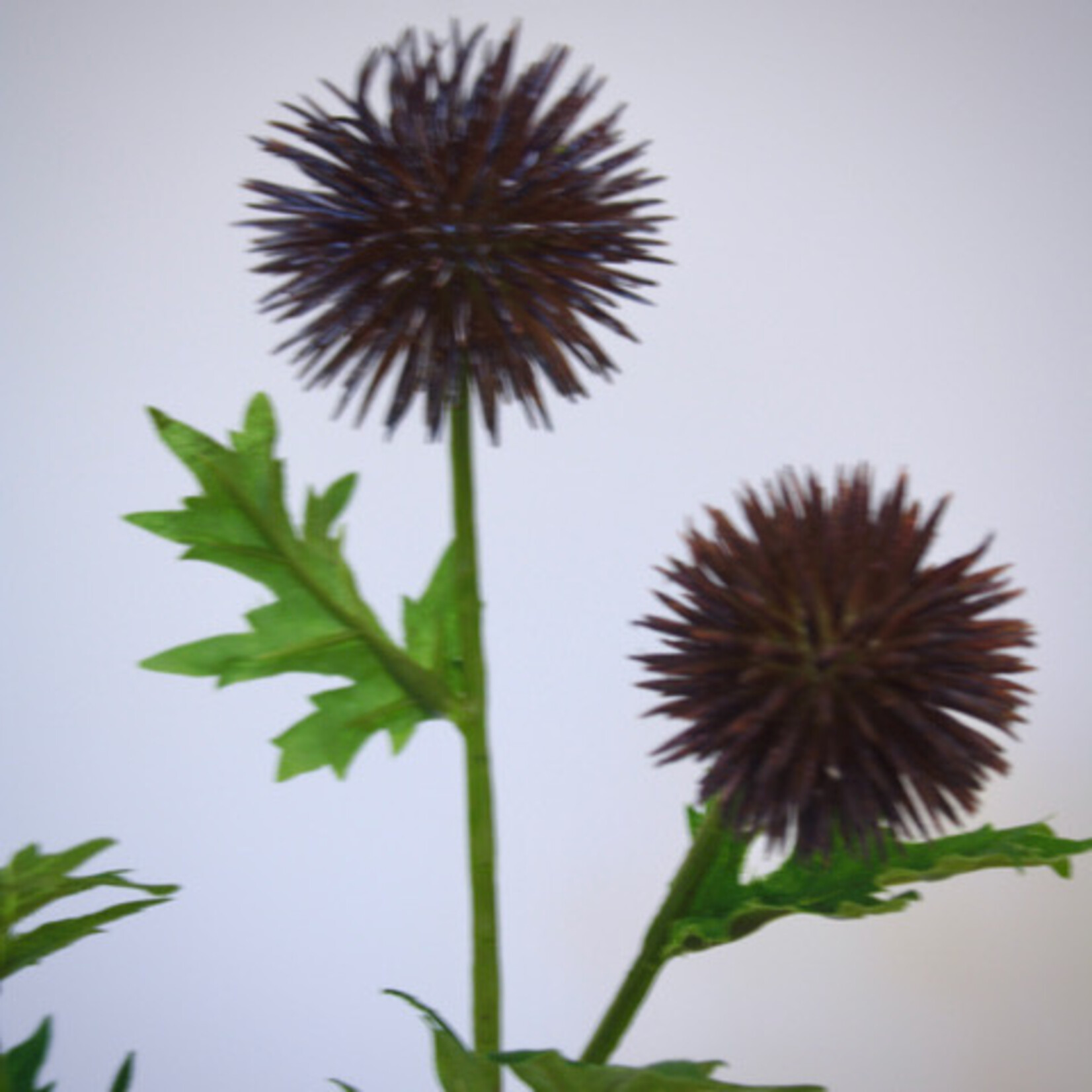 THISTLE | BROWN PURPLE | 70 CM