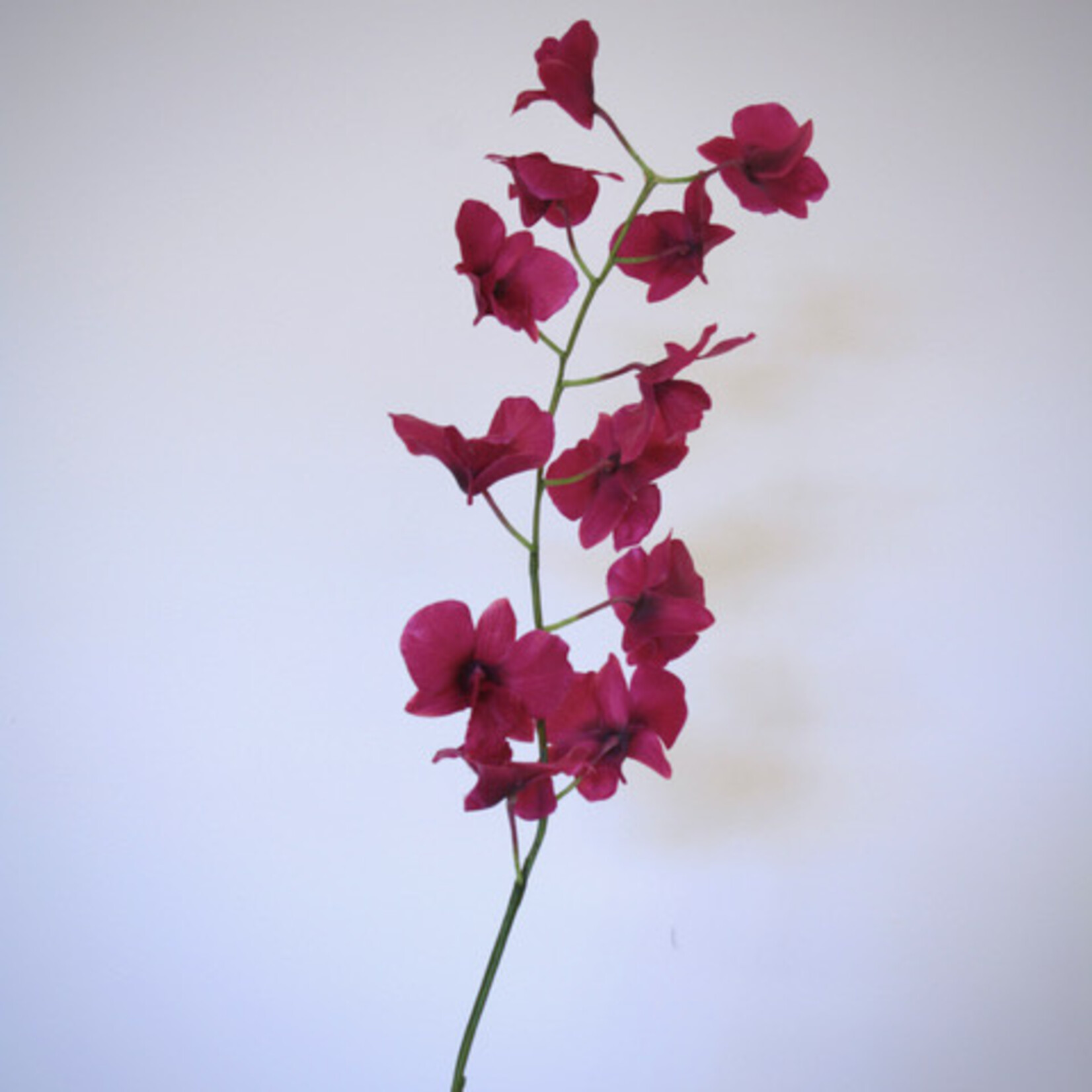 ORCHID DENDROBIUM MELODY | PINK | 90 CM