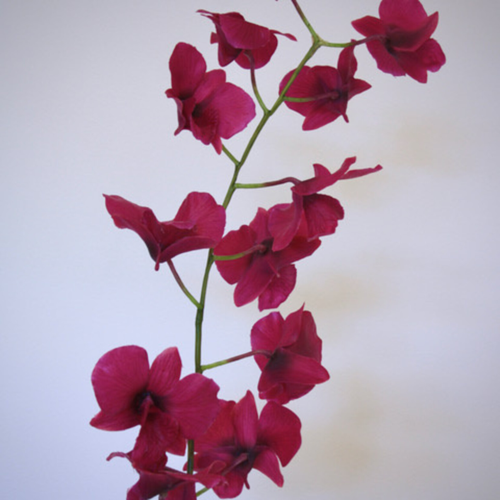 ORCHIDEE DENDROBIUM MELODY | ROZE | 90 CM