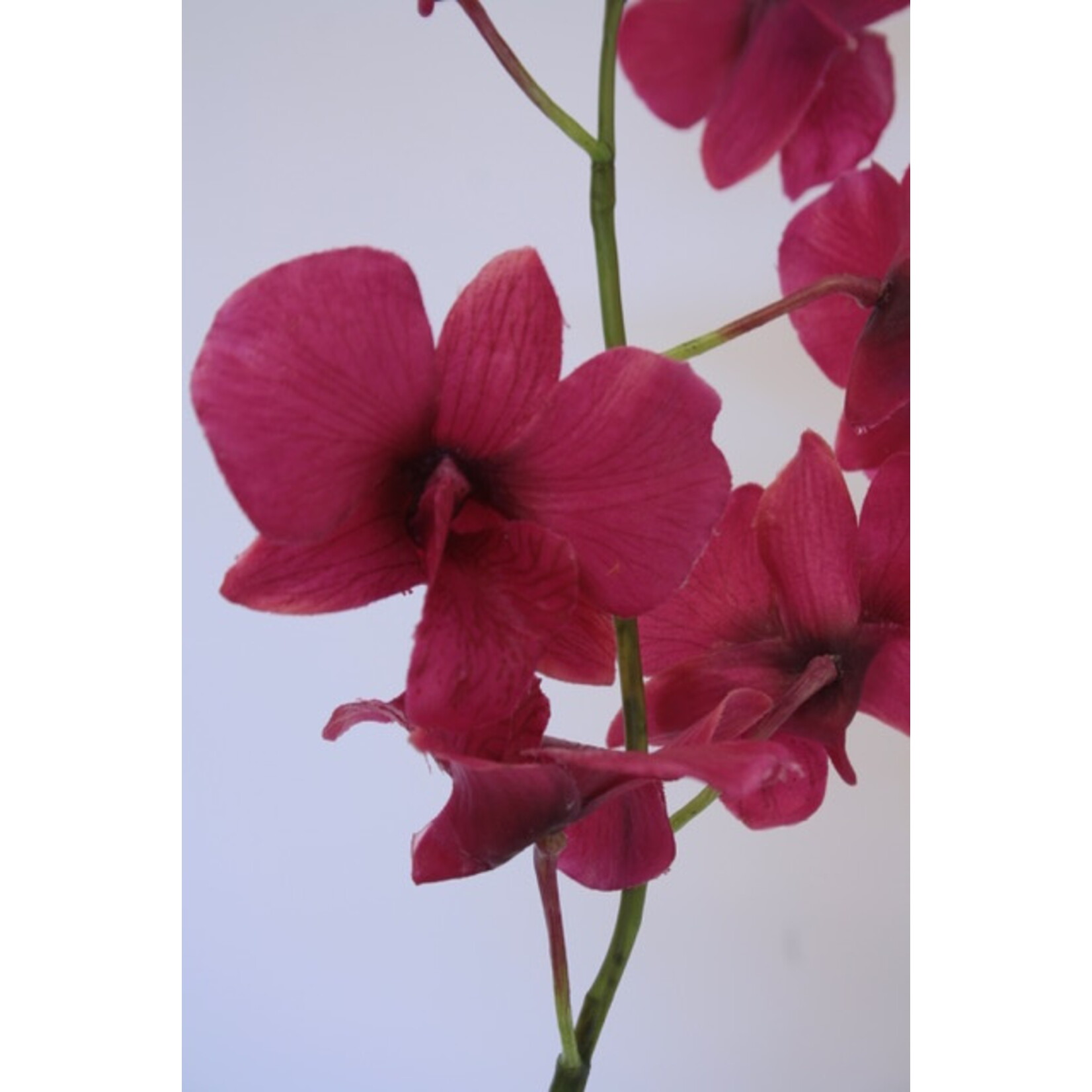 ORCHIDEE DENDROBIUM MELODY | ROZE | 90 CM
