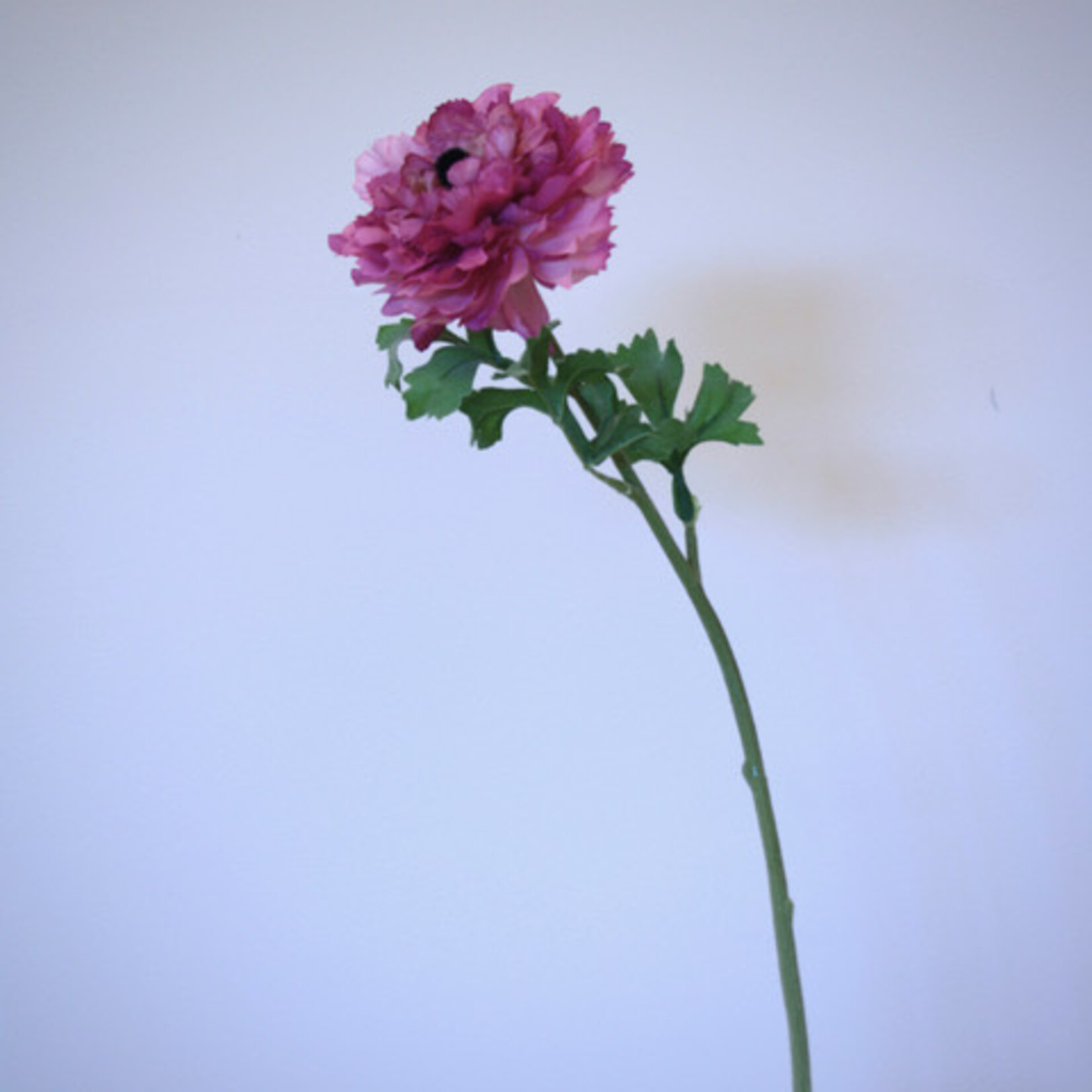 RANUNCULUS PICOTEE | PINK | 52 CM