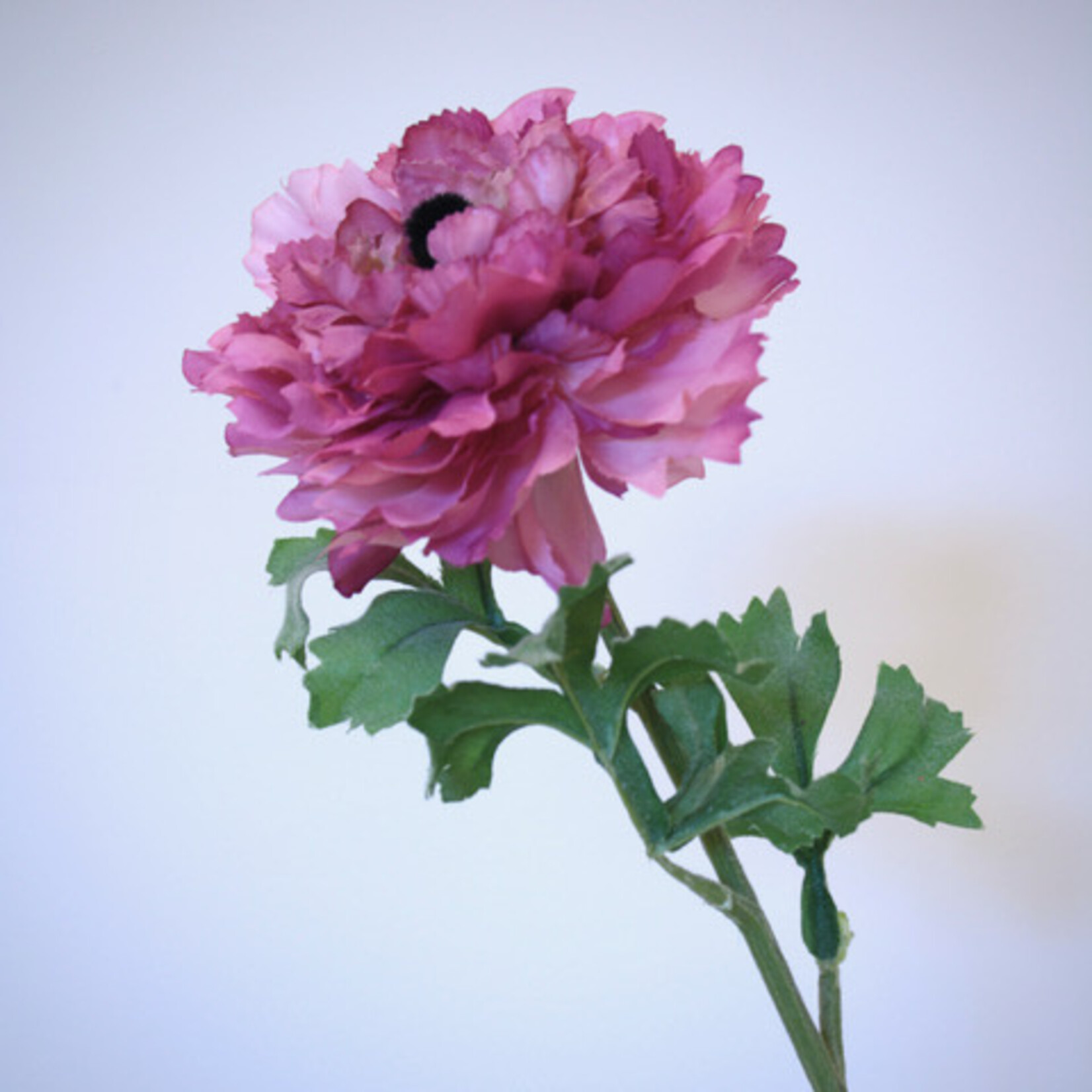 RANONKEL PICOTEE | ROZE | 52 CM