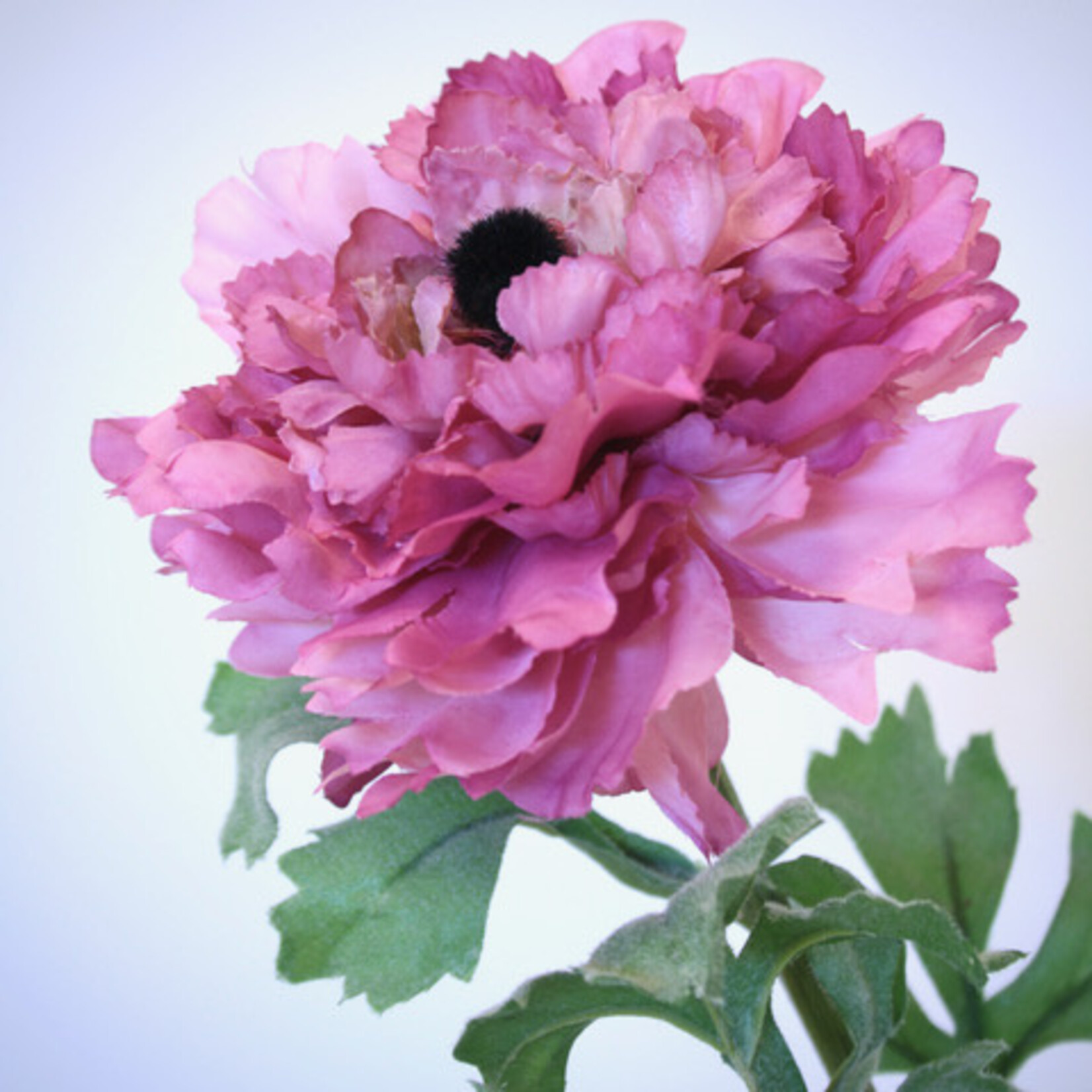 RANUNCULUS PICOTEE | PINK | 52 CM