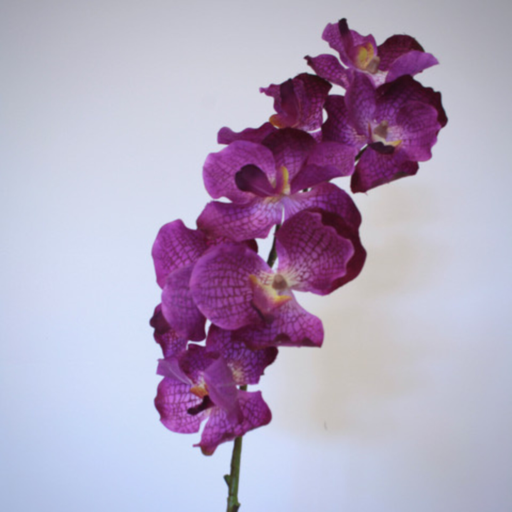 ORCHIDEE MAGIC PINK | ROZE | 78 CM