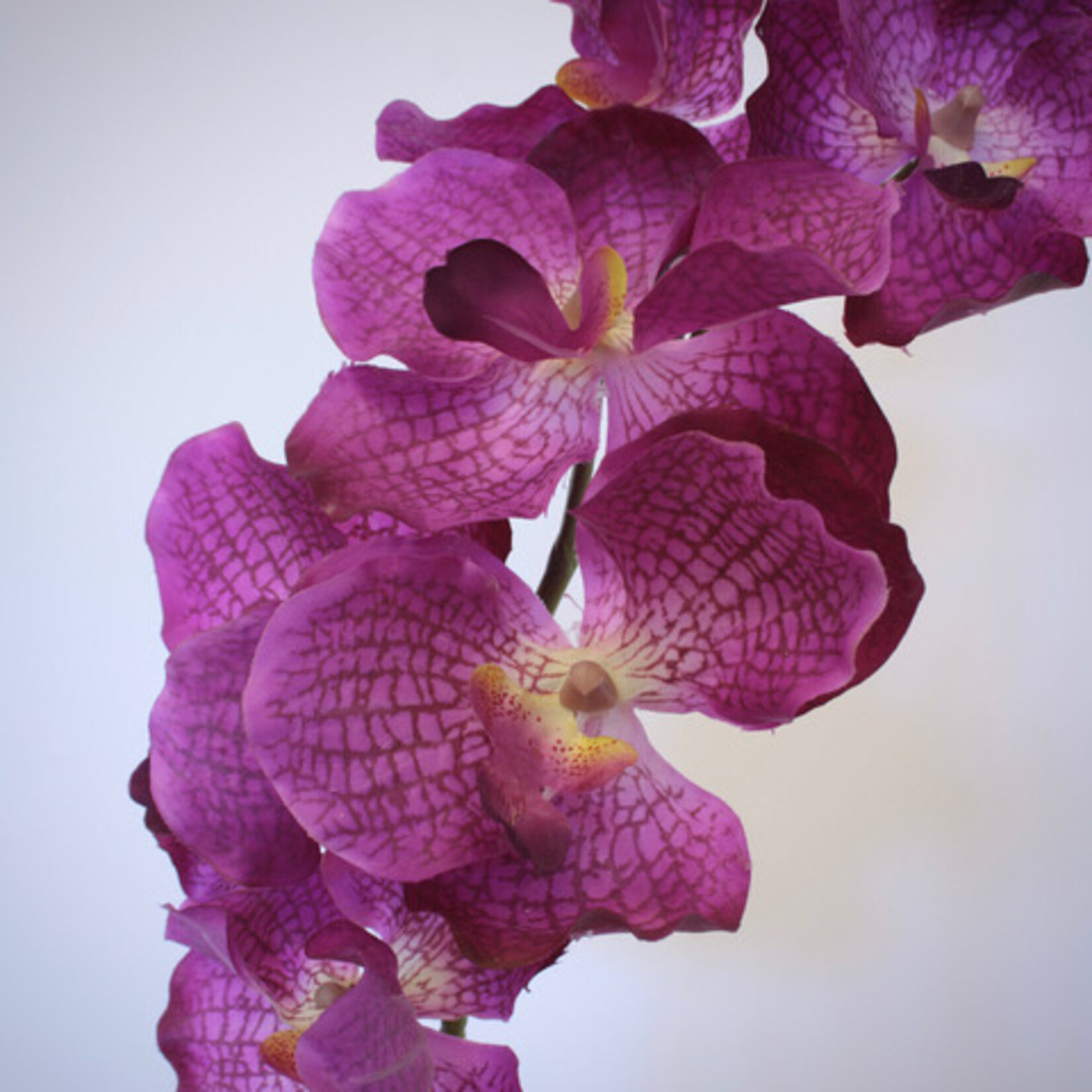 ORCHID MAGIC PINK | PINK | 78 CM