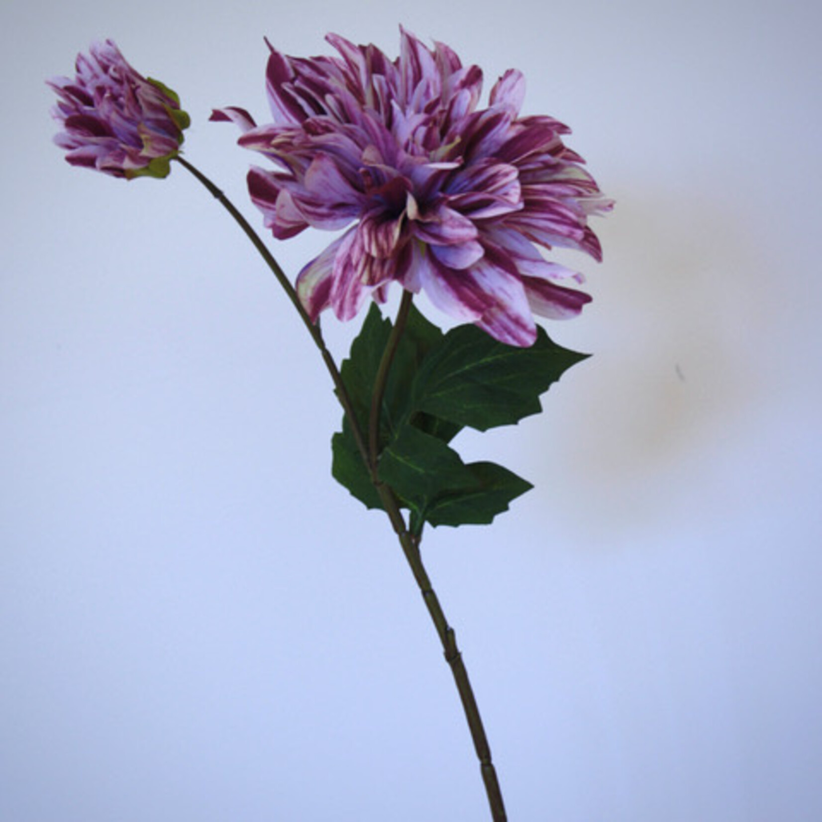 DAHLIA HY TRIO | LILA | 70 CM