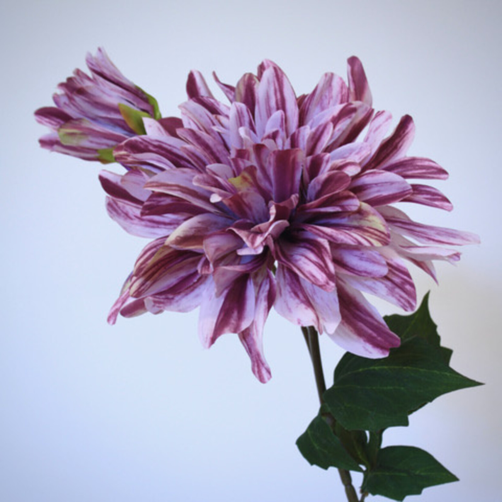 DAHLIA HY TRIO | LILA | 70 CM