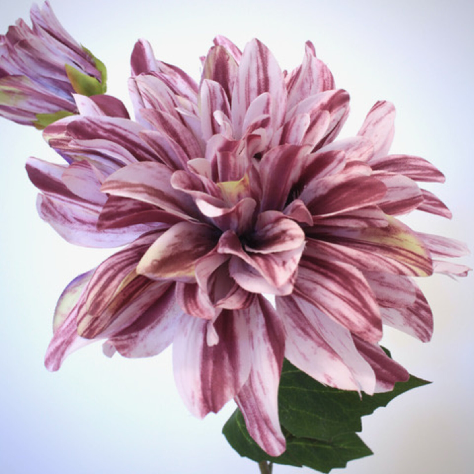 DAHLIA HY TRIO | LILA | 70 CM