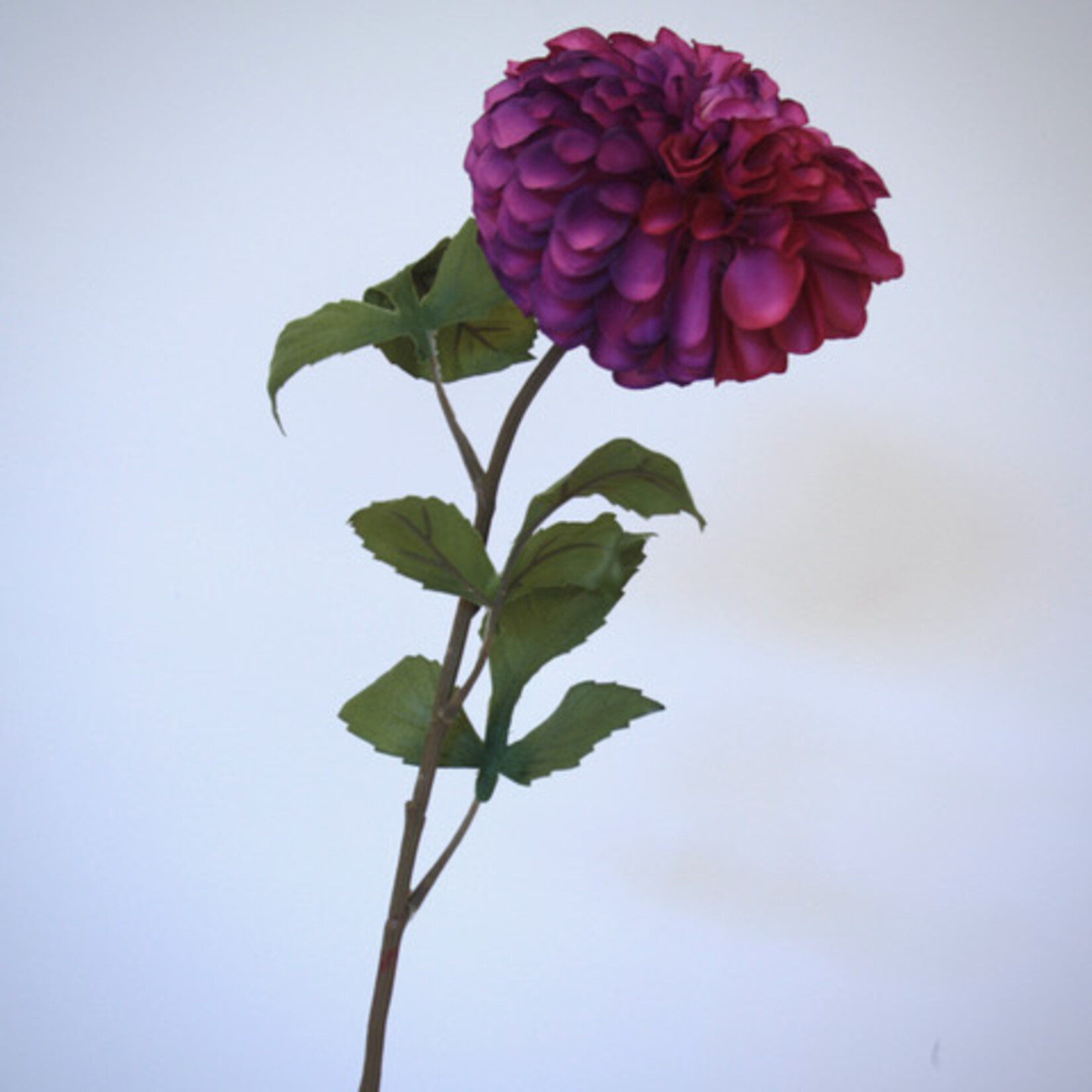 DAHLIA DOWNHAM ROYAL | PAARS | 90 CM