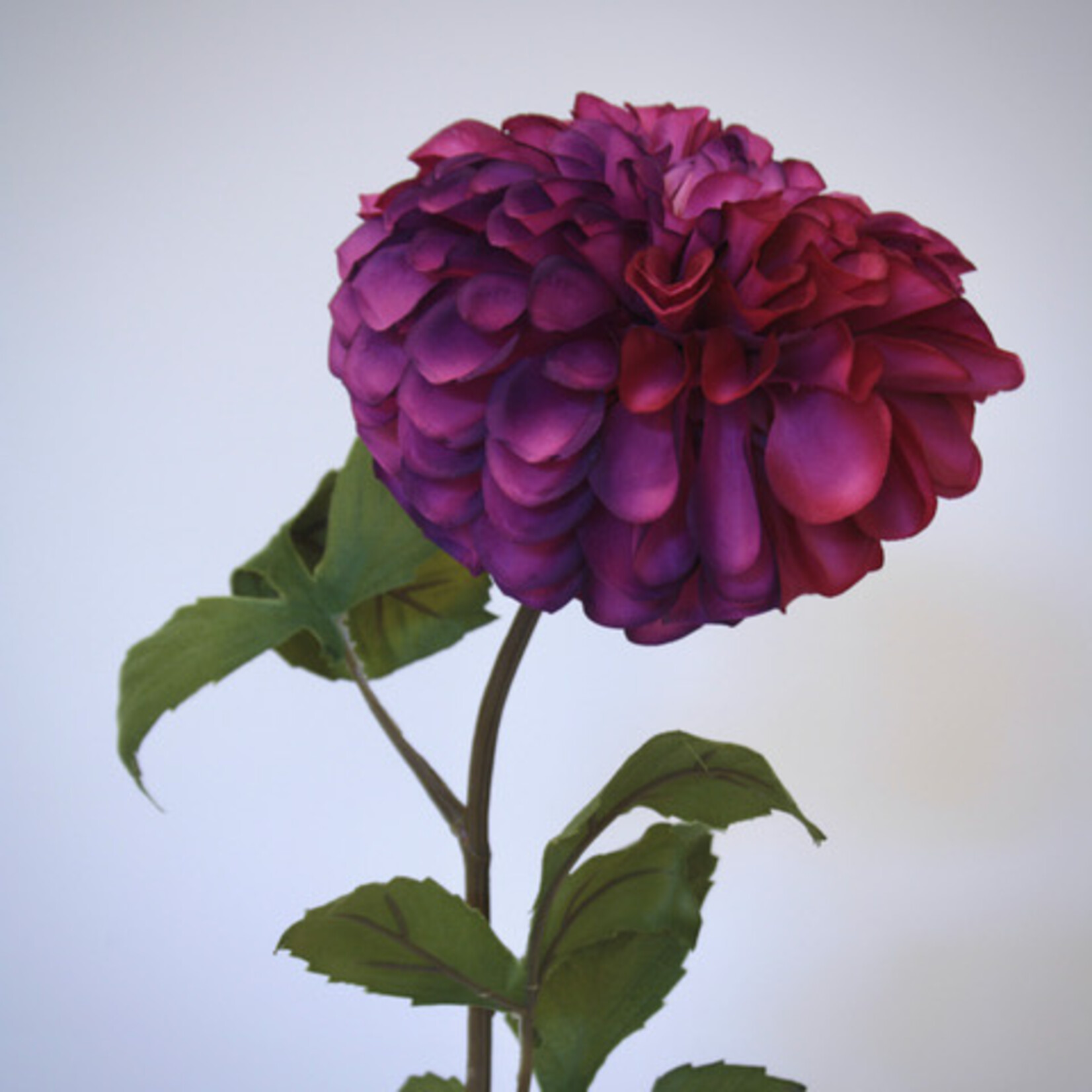 DAHLIA DOWNHAM ROYAL| PURPLE|  90 CM