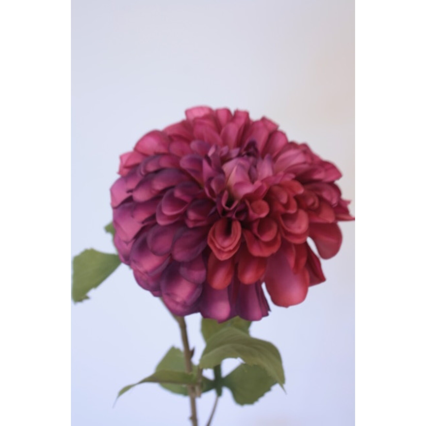 DAHLIA DOWNHAM ROYAL | PAARS | 90 CM