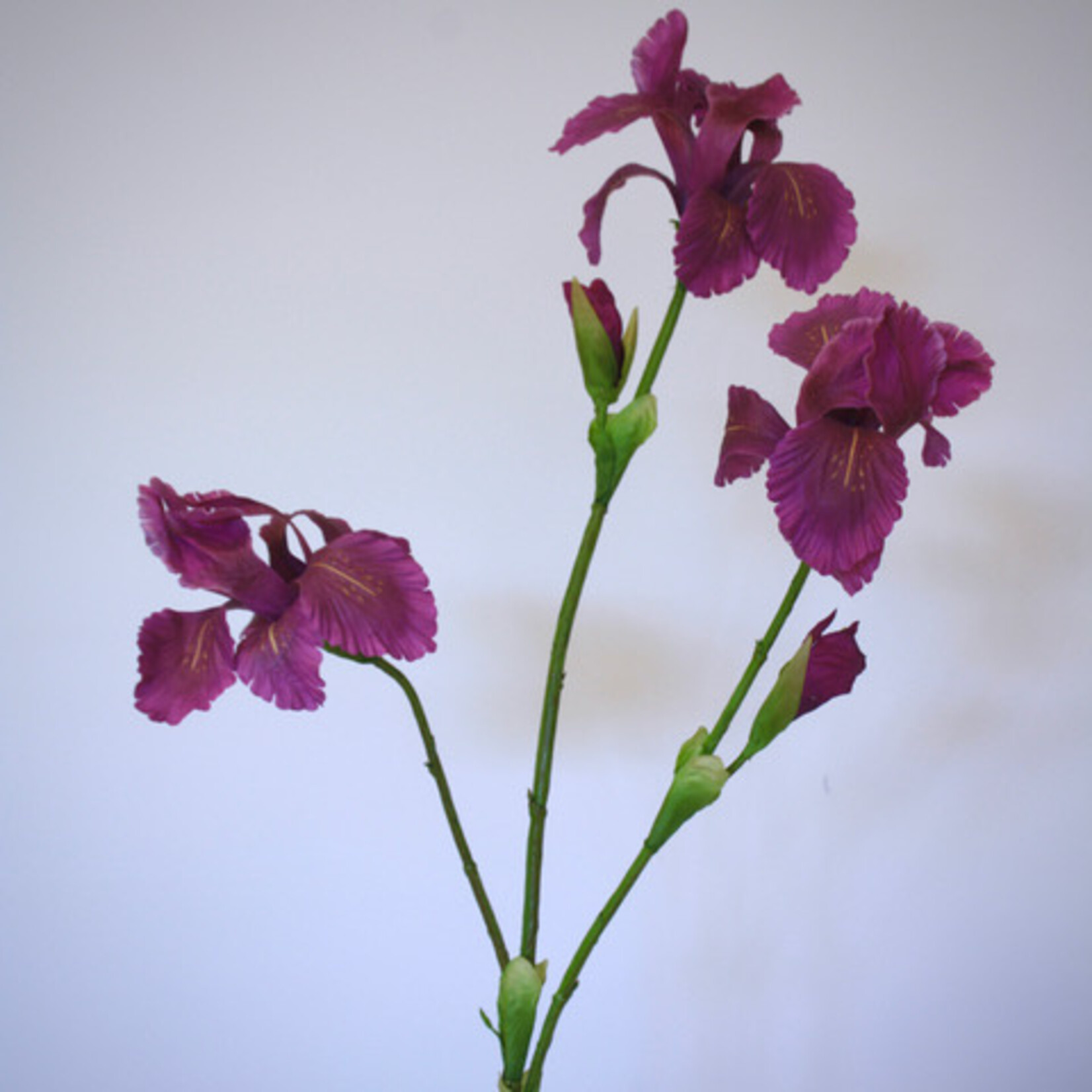 IRIS ROYAL BANNER | PAARS | 80 CM