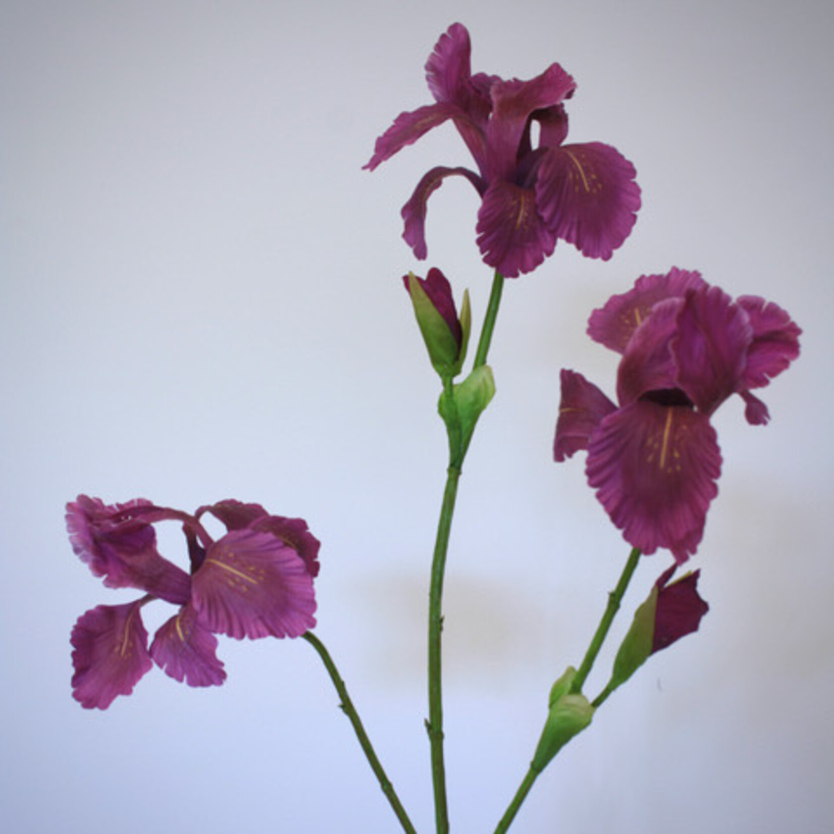 IRIS ROYAL BANNER | PAARS | 80 CM