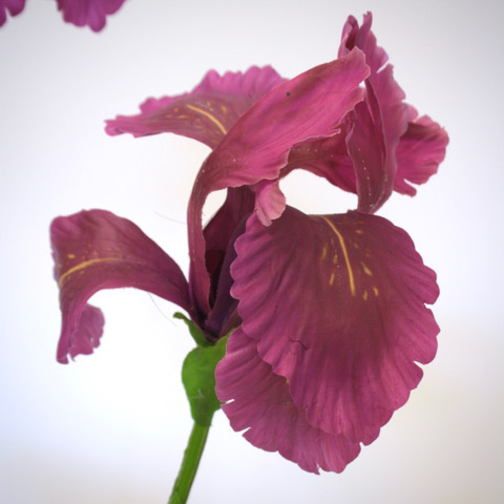 IRIS ROYAL BANNER | PURPLE | 80 CM