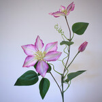 CLEMATIS | ROZE | 76 CM