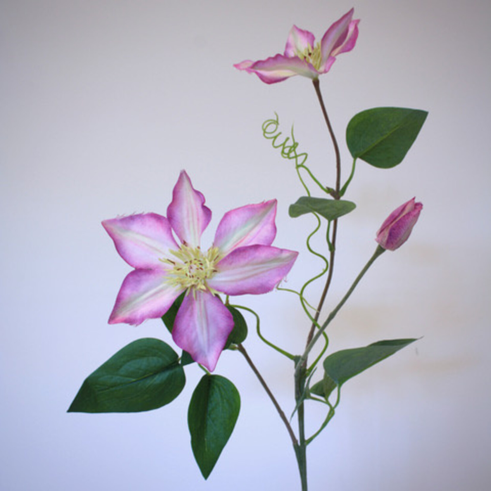 CLEMATIS PINK FANTASY | PINK | 76 CM