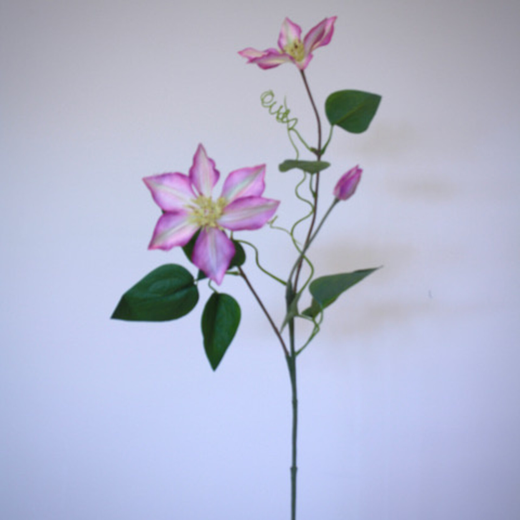 CLEMATIS PINK FANTASY | PINK | 76 CM